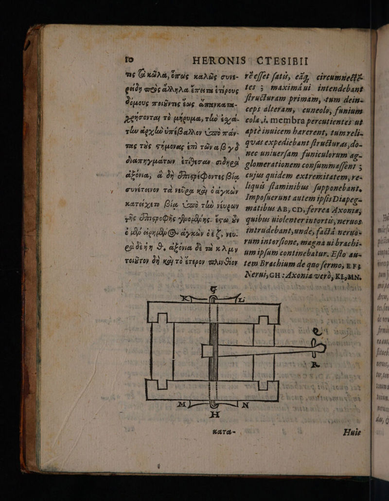 тс Gi «da, OT UC Xa C'UV£- енди 09$ d NU тит éTipoug дамаи; табута бос amara geicerraj тд H,,. rho ia rlw polo u Сат) dy * 7 3 4 ^ ` TAG TES Shue Em Tara уд далқуматау rsen. dyes TUYETAVOY TA мет HCY ТРГ xare xem Bic Cd tle ТТІ) ris IArspoQdäg Зоор с: tow. Зу с uo O ayua 6% E yeu. eg dein 9, agona de zu x A py TOLSTOV On «gj và ¿repoy TA оу rt effet fati, ед, сікситпей tes; maximaut intendebant ſtructuram primam, tum dein. ceps alteram, cuneolo, funium cola. i. membra percutientes ut apte inuicem hærerent, tum reli. quas expediebant ſtructur as do- nec uniuerfam funiculerum ag- glomerationem conjummajfent 5 cujus quidem extremitatem;rez liquis flaminibus ſapponebamt. Impoftertnt autem ipfis Diapeg- matibus AB, CD, ferrea Axonias quibus uiolenter intortù, neruos. intrudebant, unde, facia nergos rum intorſione, magna ui brachi- um ipfum continebatur: Efto au- tem Brachium de quo fermo, k F; Nerui, H: Axonia vero, KL, MN. ITA WII LET j ИШ ДИ 14 РА AM, e
