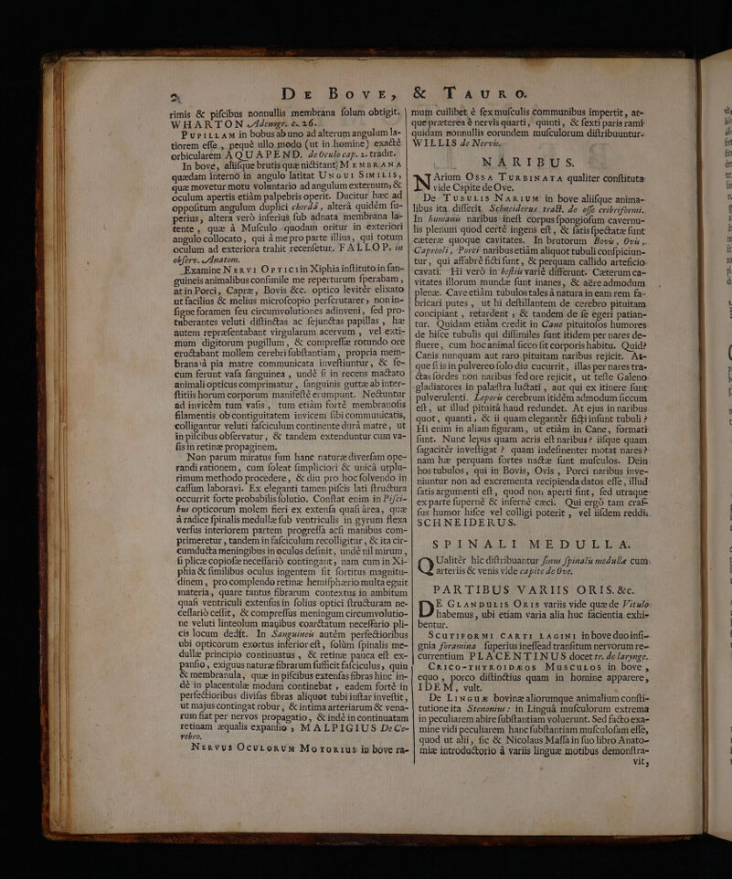 p D E B OV E5 rimis & pifcibus nonnullis membrana folum obtigit. WHARTON -4denzagr. c. 26. PuriLLAM in bobusabuno ad alterum angulum la- tiorem effe , pequé ullo modo (ut in homine) exacté orbicularem À QU AP END. Ze0culo cap. 2. tradit. In bove, aliifque brutis que nictitant; M ez wBR AN A quaedam interno in angulo latitat Ux ev1 S1w 1115, qua movetur motu voluntario ad angulum externum; & oculum apertis etiàm palpebris operit. Ducitur hec ad oppofitum angulum duplici c/zr44 , alterà quidém fu- perius, altera ver inferius fub adnata membrana la- tente, quz à Muículo quodam oritur in-exteriori angulo collocato, qui à me pro parte illius, qui totum oculum ad exteriora trahit recenfetur. F ALLO P. iz obferv. y dnatom. Examine N xk v1 Or 1c1iin Xiphiainflitutoin fan- guineis animalibus confimile me reperturum fperabam Á atinPorci, Capre, Bovis &c. optico levitér elixato ut facilius & melius microfcopio perfcrutarer; nonin- fiene foramen feu circumvolutiones adinveni, fed pro- tuberantes veluti diftin&as ac fejun&as papillas , hae autem repraffentabant virgularum acervum , vel exti- mum digitorum pugillum, & compreffze rotundo ore eru&abant mollem cerebrifubftantiam , propria mem- brana'à pia matre communicata inveftiuntur, & fe- cum ferunt vafa fanguinea , undé f: in recens mactato animali opticus comprimatur , fanguinis gutta ab inter- ftitiis horum corporum manitefté erumpunt. Ne&untur àd invicém tum vafis, tum etiàm forté membranofis filamentis ob contiguitatem invicem fibi communicatis, colligantur veluti fafciculum continente durà matre, ut in pifcibus obfervatur, & tandem extenduntur cum va- fisin retinz propaginem. Non parum miratus fum hanc naturz diverfam ope- randi rationem, cum foleat fimpliciori & unicà utplu- rimum methodo procedere, & diu pro hocfolvendo in caffüm laboravi. Ex eleganti tamen pifcis lati ftru&ura occurrit forte probabilisfolutio. Conftat enim in Pzfci- bus opticorum molem fieri ex extenfa quafiárea, que à radice fpinalis medullz fub ventriculis in gyrum flexa verfus interiorem partem progreffa acfi manibus com- primeretur , tandem in fafciculum recolligitur , & ita cir- cumducta meningibus in oculos definit, undé nil mirum , fi plicze copiofze neceffarió contingant, nam cum in Xi- phia & fimilibus oculus ingentem fit fortitus magnitu- dinem, procomplendo retine hemifphzrio multa eguit materia, quare tantus fibrarum contextus in ambitum quafi ventriculi extenfus in folius optici ftru&uram ne- ceffarió ceffit, & compreffüs meningum circumvolutio- ne veluti linteolum manibus eoar&atum neceffario pli- cis locum dedít. In .Sasguines autém perfe&ioribus ubi opticorum exortus inferioreft, folüm fpinalis me- dulle principio continuatus , & retine pauca eft ex- panfio , exiguus naturae fibrarum fufficit faíciculus; quin & membranula, quz in pifcibus extenfas fibras hinc in- dé in placentule modum continebat , eadem forte in pertectioribus divifas fibras aliquot tubi inftar inveftit, ut majus contingat robur, & intima arteriarum & vena- rum fiat per nervos propagatio, & indé in continuatam deque equalis expanio ; MALPIGIUS DeGe- v6Uro. Nzagvus Ocutonvuw Moronrus in bove ra- & 'TYavuno mui cuilibet é fex mufculis communibus impertit , at» que praeterea € nervisquarti, quinti, G& fexti paris rami quidam monnullis eorundem mufculorum diftribuuntur.- WILLIS 4e Nervi. NARIBUS N Arium Ossa Tun5iNATA qualiter conftituta :N vide Capite de Ove. De Tusvrii:s Nan 1v in bove aliifque anima- libus ita. differit. Sec/aeiderus tratl. Je. offe cribriformi... In humani naribus ineft corpus fpongiofum cavernu- lis plenum quod certé ingens eft, & fatisfpe&tatae funt cater quoque cavitates. In brutorum Boviz, Ovis ,. C'apreoli , Porci naribusetiàm aliquot tubuli confpiciun- tur, qui affabré fidi funt, & perquam callido arteficio cavati. Hi veró in Zef£Hiis varié differunt. Caeterum ca- vitates illorum mundz funt inanes, & aére admodum p Caveetiàm tubulostalesà natura in eam rem fa- ricari putes , ut hi deftillantem de cerebro pituitam concipiant , retardent ; & tandem de fe egeri patian- tur. Quidam etiàm credit in Gase pituitolos humores de hifce tubulis qui diffimiles funt itidem per pares de- fluere, cum hocanimal ficco fit corporis habitu. Quid? Canis nunquam aut raro pituitam naribus rejicit. At- que fi isin pulvereo folo diu cucurrit, illas per nares tra- étas ordes non naribus fedore rejicit, ut tefte Galeno gladiatores in palaftra lu&tati , aut qui ex itinere funt pulverulenti. Lepors cerebrum itidém admodum ficcum eft, ut illud pituità haud redundet. At ejus in naribus quot, quanti, & ii quam elegantér fictiinfunt tubuli ? Hi enim in aliam figuram, ut etiàm in Cane, formati funt. Nunc lepus quam acris eft naribus? iifque quam fagacitér inveftigat ? quam indefinenter motat nares? nam ha perquam fortes naca funt mufculos. Dein hostubulos, qui in Bovis, Ovis , Porci naribus inve- niuntur non ad excrementa recipienda datos effe , illud fatis argumenti eft, quod non aperti fint, fed utraque- ex parte fuperné & inferné ceci. Qui ergo tam craf- fus humor hifce vel colligi poterit , vel iifdem reddi: SCHNEIDERUS. SPINGA;ELUMUUE DUREE EUA. Ualitér hic diftribuantur f/zu« fpinaIis medulle cum: arteriis & venis vide capite 2e 0ve. PARTIBUS VARIIS ORIS. &c. Dt GrawpDuLiS Onrs variis vide quede 7;:4/o habemus, ubi etiam varia alia huc facientia. exhi- bentur. ScuriroR M1 CAR TI LAcINI inboveduoinfi- gnia foramina fuperius ineffead tranfitum nervorum re- currentium PLA CEN TINUS docetrr. Ze Jarynge. C&RiCco-rHvROIPEOS Muscuros in bove, equo , porco diftin&ius quam in homine apparere, IDEM, vult. De Liwcuz bovinz aliorumque animalium confti- tutioneita Sremomius: in Linguà mufculorum extrema in peculiarem abire fübftantiam voluerunt. Sed fa&o exa- mine vidi peculiarem hanc fubftantiam mufculofam effe, quod ut alii, fic & Nicolaus Maffain fuo libro Anato- mie introdu&torio à variis lingua motibus demonftra- vit;