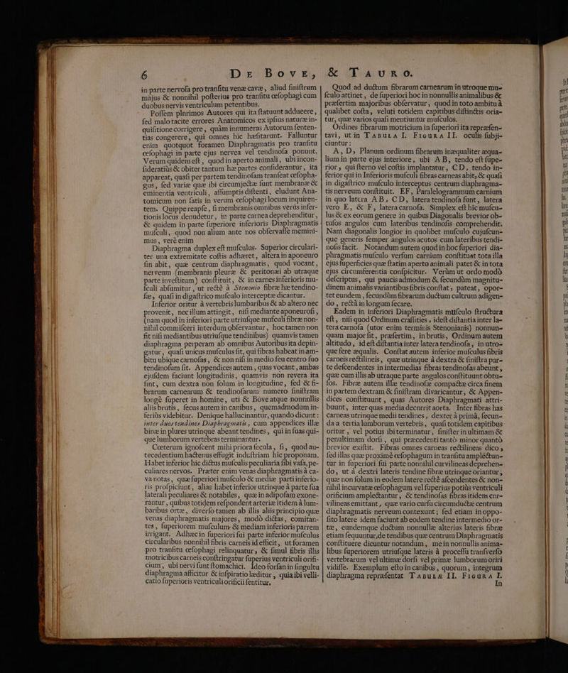 in parte nervofa pro tranfitu venze cave , aliud finiftrum majus &amp; nonnihil pofterius pro tranfitu cefophagi cum duobus nervis ventriculum petentibus. Poffem plnrimos Autores qui ita ftatuunt addueere , fed malotacite errores Anatomicos ex ipfius naturze in- quifitione corrigere, quàm innumeras Autorum fenten- tias congerere, qui omnes hic hafitarunt. Falluntur enim quotquot foramen Diaphragmatis pro tranfitu cefophagi in parte ejus nervea vel tendinofa ponunt. Verum quidemeft, quodin aperto animali, ubiincon- fideratiüis &amp; obiter tantum ha partes confiderantur, ita appareat, quafi per partem tendinofam tranfeat cefopha- gus, fed variae quae ibi circumje&amp;ta: funt membranze &amp; eminentia ventriculi, affümptis diftenti, eludunt Ana- tomicum non fatis in verum cefophagi locum inquiren- tem. Quippe reapfe , fi membranis omnibus verus infer- tionislocus denudetur, in parte carnea deprehenditur &amp; quidem in parte fuperiore inferioris Diaphragmatis mufculi,. quod non alium ante nos obfervalle memini- mus, veré enim S) : Diaphragma duplex eft mufculus. Superior circulari- ter una extremitate coftis adharet, altera in aponeuro fin abit, quz centrum diaphragmatis, quod vocant, nerveum (membranis pleure &amp; peritonzi ab utraque parte inveftitum) conftituit, &amp; in carnesinferioris mu- Ículi abfumitur, ut re&amp;é à Stenonio fibre he tendino- Íz, quafi in digaftrico mufculo intercepta dicantur. Inferior oritur à vertebris lumbaribus &amp; ab altero nec provenit, necillum attingit, nifi mediante aponeurofi , (nam quod in inferiori parte utriufque mufculi fibre non- nihil commifceri interdum obfervantur, hoctamen non fit nifi mediantibus utriufque tendinibus) quamvis tamen diaphragma perperam ab omnibus Autoribus ita depin- gatur, quafi unicus mufculus fit, qui fibras habeat in am- bitu ubique carnofas, &amp; non nifi in medio feu centro fuo tendinofum fit. Appendices autem , quas vocant , ambas ejufdem faciunt longitudinis, quamvis non revera ita fint, cum dextra non folum in longitudine, fed &amp; fi- brarum carnearum &amp; tendinofarum' numero finiftram longé fuperet in homine, uti &amp; Boveatque nonnnllis aliis brutis, fecus autem in canibus, quemadmodum in- feriüs videbitur. Denique hallucinantur, quando dicunt : inter duostendines Diaphragmatis , cam appendices illae binze in plures utrinque abeanttendines, quiin fuas qui- que lumborum vertebras terminantur. Ceterum ignofcent mihi priorafecula, fi, quod au- tecedentium ha&amp;enus effugit induftriam hic proponam. Habet inferior hic dictus mufculis peculiaria fibi vafa, pe- culiares nervos. Praeter enim venas ia à ca- vanotas, quafuperiori mufculo &amp; mediae parti inferio- ris profpiciunt, alias habet inferior utrinque à parte fua laterali peculiares &amp; notabiles, quz in adipofam exone- rantur , quibus totidem refpondent arteria itidem à lum- baribus ort, diverfo tamen ab illis aliis principio que venas diaphragmatis majores, modó dictas, comitan- tes, faperiorem mufculum &amp; mediam inferioris parrem irrigant. Adhzecin fuperiori fui parte inferior mufculus circularibus nonnihil fibris carneis id efficit, ut foramen pro tranfitu cefophagi relinquatur ; &amp; fimul £bris illis motricibus carneis conftringatur fuperius ventriculi orifi- cium, ubinervi funt ftomachici. Ideo forfanin fingultu diaphragma afficitur &amp; infpiratio lzeditur , quia ibi velli- catio fuperioris ventriculi orificii fentitur, Quod ad du&amp;um fibrarum carnearum in utroque mu- Íículo attinet , de fuperiori hoc in nonnullis animalibus &amp; praefertim majoribus obfervatur, quodin toto ambitu à qualibet cofta, veluti totidem capitibus diftin&amp;is oria- tur, quz varios quafi mentiuntur mufculos. Ordines fibrarum motricium in fuperiori ita reprzefen- tavi, utin Tasural FriceunaA II. oculis fubji- ciuntur : A, D; Planum ordinum fibrarum inzequaliter zequa- lium in parte ejus interiore, ubi A B, tendo eftfüpe- rior, quifterno vel coftis implantatur, CD, tendo in- ferior qui in Inferioris mufculi fibras carneas abit; &amp; quafi in digaftrico mufculo interceptus centrum diaphragma- tis nerveum conftituit. EF, Paralelogrammum carnium in quo latera AB, CD, latera tendinofa funt, latera vero E, &amp; F, lateracarnofa. Simplex eft hic muícu- lus &amp; ex eorum genere in quibus Diagonalis brevior ob- tufos angulos cum lateribus tendinofis comprehendit. Nam diagonalis longior in quolibet mufculo cujufcun- que generis femper angulos acutos cum lateribus tendi- nofisfacit.. Notandum autem quod in hoc fuperiori dia- phragmatis mufculo verfum carnium conftituat tota illa ejus fuperficies quz ftatim aperto animali patet &amp; in tota ejus circumferentia confpicitur. Verüm ut ordo modó defcriptus, qui paucis admodum &amp; fecundüm magnitu- dinem animalis variantibusfibris conftat, pateat, opor- teteundem , fecundüm fibrarum du&amp;um cultrum adigen- do , re&amp;à inlongum fecare. Eadem in inferiori Diaphragmatis mtifculo ftru&amp;ura eft, nifi quod Ordinum craffities , ideft diftantia inter la- teracarnofa (utor enim terminis Stenonianis) nonnun- quam majorfit, praefertim, inbrutis, Ordinum autem altitudo, ideft diftantia inter latera tendinofa, inutro- quefere aequalis. Conftat autem inferior mufculus fibris carneisrectilineis, quae utrinque à dextra &amp; finiftra par- te defcendentes in intermedias fibras tendinofas abeunt , T cum illis ab utraque parte angulos conftituunt obtu- Os. Fibra autem ille tendinofz compacte circa finem in partem dextram &amp; finiftram divaricantur, &amp; Appen- dices conftituunt , quas Autores Diaphragmati attri- buunt, inter quas media decnrrit aorta. ' Inter fibras has carneas utrinque medii tendines , dexter à primá, fecun- daa tertia lumborum vertebris, quafi totidem capitibus oritur , vel potius ibiterminatur, finifter in ultimam &amp; penultimam dorfi, qui pracedentitantó minor quantó brevior exiftit. Fibras omnes carneas rectilineas dico ; fed illas quae proximé cefophagum in tranfitu amplé&amp;un- tur in fuperiori fui parte nonnihil curvilineas deprehen- do, ut à dextri lateris tendine fibrz utrinque oriantur , quz non folum in eodem latere re&amp;té afcendentes &amp; non- nihil incurvatz cefophagum vel fuperius potiüs ventriculi orificium amplectantur, &amp; tendinofas fibras itidem cnr- vilineas emittant , qua vario curfu circumductze centrum diaphragmatis nerveum contexunt; fed etiam inoppo- fito latere idem faciunt ab eodem tendine intermedio or- tz, eundemque ductum nonnulla alterius lateris fibrae etiam fequuntur,de tendibus quz centrum Diaphragmatis conftituere dicuntur notandum, mein nonnullis anima- libus fuperiorem utriufque lateris à proceffu tranfverfo vertebrarum velultimz dorfi vel prime lumborum oriri vidiffe. Exemplum efto in canibus, quorum, integrum diaphragma reprefentat T Asurxs IL FicuRA i n