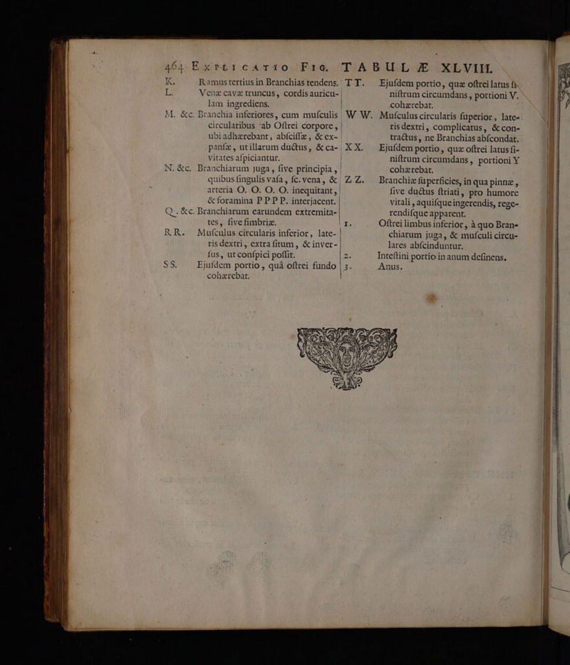 xrLrcaTrio Proc. TABUL ZJE XLVII. Ramustertiusin Branchiastendens. T T. ^ Ejuídem portio, qu« oftrei latus fi. Venz cavz truncus, cordis auricu- | niftrum circumdans , portioni V. lam ingrediens. cohzrebat. M. &amp;c. branchia inferiores, cum mufculis W W. Mutculuscircularis fuperior, late- circularibus 'ab Oftrei corpore, | ris dextri, complicatus, &amp; con- ubiadhzrebant, abíciffz, &amp; ex- | tra&amp;tus, ne Branchias abícondat. paníz, utillanum dudus, &amp;ca- XX. ^ Ejufdem portio, quz oftrei latus fi- vitates afpiciantur. | niftrum circumdans, portioni Y N. &amp;c. Branchiarum juga , five principia , | cohz rebat. | quibus fingulis vafa, fc. vena, &amp; Z Z. — Branchic füperficies, in qua pinnz, arteria. O. .O. O. O. inequitant ,. five ductus ftriati, pro humore &amp; foramina P P P P. interjacent. vitali , aquifque ingerendis, rege- Q . &amp;c. Dranchiarum earundem extremita- rendifque apparent. tes, five fimbriz. 4 Oftrei limbus inferior , à quo Bran- RR. MMufculus circularis inferior, late- | chiarum juga, &amp; muículi circu- ris dextri, extra fitum , &amp; inver- lares abfcinduntur. fus, ut confpici poffit. SE Inteítini portio in anum definens. $5. Ejufdem portio , quà oftrei fundo | 3. Anus. coharebat.