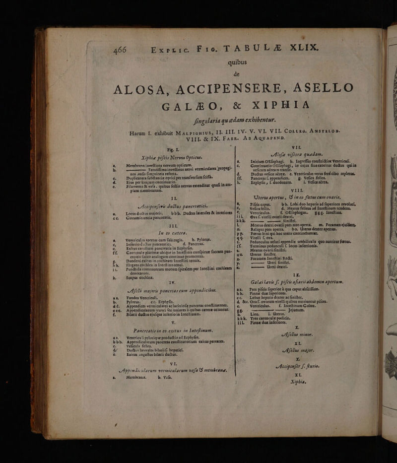 x J———————— — de Fig. I. Xiphie pifcis Neruw Opticut. 2. Membrana inveftiens nervum opticum. j ; . b. Tenuiffima inveftiens nervi vermiculares , propagt- ries .vafis fanguineis referta. j c. Duplicatura fubftantia optici per tranfverfum fciffa. 4. Ejus per longum continuatio. / j e. Filamenta &amp; vafa , quibus fe&amp;tis nervus extenditur qnafi in am- plam membranam. i IL vAccipenferis du&amp;lus pancreatici. [ Locusdu&amp;tus majoris, — bbb. Du&amp;us laterales &amp; interiores cc Circumícceniia pancreatis, III. In co cetera. [3 Ventriculus apertus cum fuis rugis. b. Pylorus. € Infertio d i&amp;tus pancteatici. d. Pancreas. Exitus canalium paricreatis in Ecphyfin. crcatis fucco analogum continuo promentes. Duodeni exitus in cochleam Inteftini tenuis, f h Elegans cochlea in Inteftino tenui. ii. — Pun&amp;ula contenrorum motum fpiralem per Inteftini cochleam denotantes. ; k. Scapus cochlez, IV. -Afelli majoris pancreas cum appendicibus. aa, Fundus Ventrieuli, b. Pylorus: cc. Ecphyfis. dd. Appendices vermiculares ac lacinioíz pancreas conftituentes. ecce. Appendicularum trunci fex majores à quibus caterg oriuntur. f. Bilarii du&amp;us ejufque infertio in Inteftipum. V. Pancreatis in eo exitus in Iuteflinum. 43. Veatricu'i pylorique produ&amp;io ad Ecphyfin. bbb. Appendicularum pancreas conftituentium exitus patentes. c. Veficnla fellea. d^ Duétus larerales bilarii - hepatici. e. Exitus anguítus bilarii du&amp;us. V I. eAppandicularum vermicularum vafa (9 membrane. a. Membranz. b. Vafa. VII eAlofa vifcera quedam. Initium OEfophagi. — b. Ingreffus conftri&amp;ior Ventriculi. Continuatio OEfophagi , iu cujus fineexoritur du&amp;us quiia veficam a&amp;ream tranfit. Du&amp;us veficz aérez. e, Ventriculus verus ferécibo repletus. Pancreas f. appendices. g. Vefica fellea. Ecphyfis , f. duodenum. i. Vefica aérea. VIII. Utere apertus , QD ineo feu cum ovario, b b. Lobi duo hepatis ad füperiora revoluti, Vefica fellis. d. Meatus felleus ad Inteftinum tendens, Ventriculas, f. OE(ophagus. ggg. Inteftina. Ova f. vitelli ovarii dextri, ——— Siniftri. Meatusdextriovariipars nonaperta. — m. Foramen ejufdem, Reliqua pars aperta, — 60. Uterus dexter apertus. Foetus bini qui hoc utero continebantur, vitelli f; ova. Pedunculus veluti appendix umbilicalis quo nutritur factus. Terminus pedunculi f. locus infertionis. Meatus ovarii finiftri. Uterus finifter. Foramen Inteftini Rei. Uteri finiftri. eti dextri. Pifcis caput. IX. Galei levis f. pifcis afiarii abdomen apertum. Pars piícis fuperior à qua caput abfciffum. Pinnz dux füperiores. Lobus hepatis dexter ac fini(ter, £, Inteftinum Colon. Jejunum. Ventriculus. Lien. j. Uterus. Tres carunculz podicis. Pinnz duz inferiores. UP e eLAellus minor. X I. eAfellus major. X. eIAceipanfer f. feurio. XI Xipbia,
