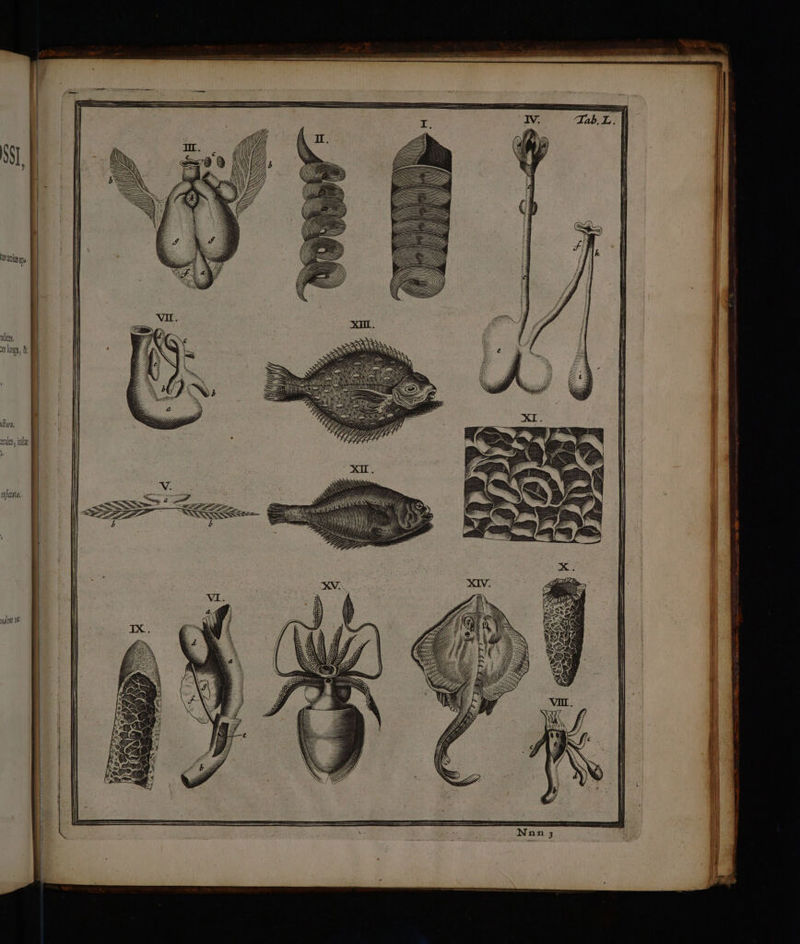 ANTT dites los, mi DAMM / inr, trat, infr l etfttres nda