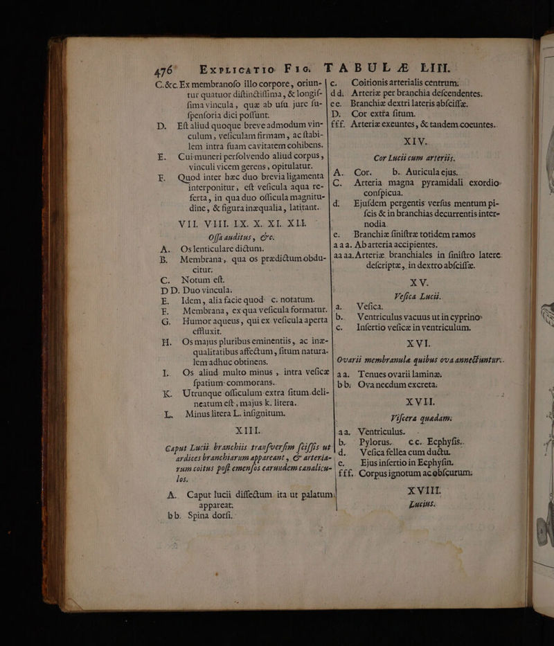 C.&c Ex membranofo illo corpore, oriun- | c. — Coitionisarterialis centrum: tur quatuor diftin&iffima, &longif- | dd; | Arteriz per branchia defcendentes; fima vincula, quz ab ufu. jurc fu- | ee. Branchiz dextri lateris abíciffz. fpenforia dici poffunt. D. Cor extia fitum. D. Eftaliud quoque breveadmodum vin- | f£f.. Arteriz exeuntes, & tandem.coeuntes.. culum, veficulam firmam , ac ftabi- lem intra fuam cavitatem cohibens. XIV. E. We pU aliud vitm ; Cor Lucii cum aviEriis. vinculi vicem gerens , opitulatur. D E. Quod inter hec duo: bred ligamenta A. Cor b.. Auricula cjus.. interponitur; eít veficula aqua re- C. Arteria magna pyramidali exordio: ferta, in qua duo officula magnitu |. ,. .confpicua. [ dine, & figurainzqualia, latitant.. |9- Ejufdem pergentis verfus mentum pi- fcis & in branchias decurrentis inter- VII VLIIL LX. X. XI. XIE nodia. Offa auditus , ec. e; Branchiz finiftrz totidem ramos aaa. Abarteria accipientes. A. Oslenticulare didum. $ : B. Membrana, qua os predictum obdu- | 22 aa. Arteriz. branchiales in finiftro latere. i 5 | defcripta, in dextro abfciffze. citut: C. Notum eft. Xv. Vefica Lucii. D D. Duo vincula. E. Idem,aliafaciequod: c. notatum. F. Membrana, exqua veficula formatur. G. Humor aqueus, qui ex. veficula aperta cffluxit. H. Osmajus pluribus eminentiis ,. ac inz- qualitatibus affectum , fitum natura- lem adhuc obtinens. L Os aliud multo minus , intra vefic&| 44. Tenuesovarii laminas fpatium: commorans.. , | bb: Ovanecdumexcreta: K. Utrunque officulum-extra fitum.deli- neatum eft , majus k. litera.. XV LI. erp vun L. Minuslitera L. infignitum. Vu deed aa, Ventriculus. X TEL: y Es |b. Pylorus. cc. Ecphyfis.. Caput Lucii branchiüis tranfverfim [ciffes ut ; ardices brancbiarum appareant , e arteria- | d. Mp uis ers yum coitus po[l emen[os eavuudem canalicu-- | 7 à p Pulemenf fff.. Corpusignotum acobfcurum; Ad c enVelicq? b. Ventriculus vacuus utin cyprinoe c. Infertio ve(icz in ventriculum. XVI. A.. Caput lucii diffe&um. ita.ut palatum; XVIIT appareat. Lucits. bb. Spina dorfi.