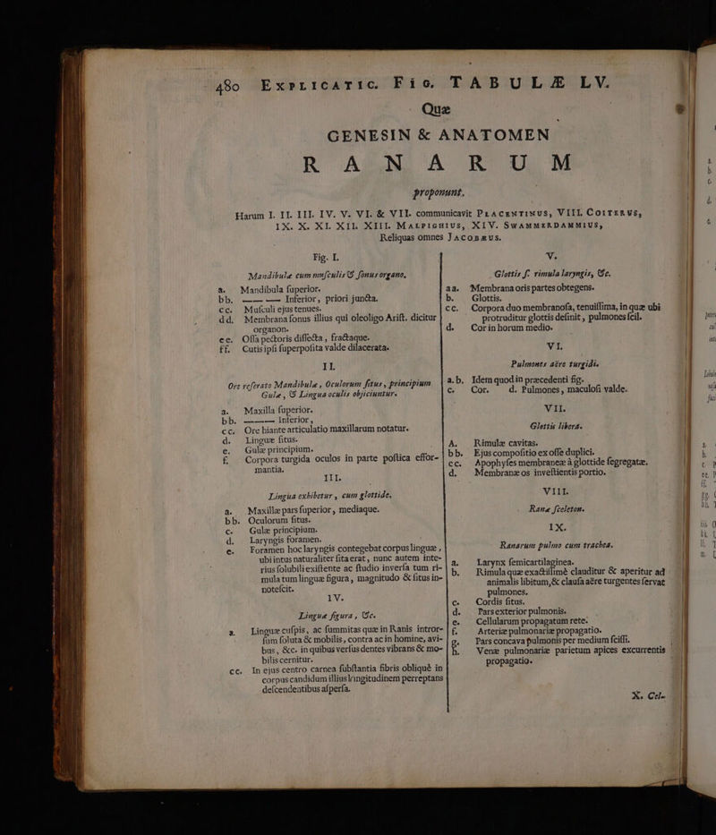 480 Ex»rrcaTic Fico TABULSJZE LV. Que GENESIN &amp; ANATOMEN R UASQND CA BOTULDM proponunt. Harum IL II IIL IV. V. VI. &amp; VII. communicavit PLACENTINUS, VIII. CoirTE&amp; V$, IX. X. XI. XII. XIII. MarPicHiUS, XIV. SYAMMERDAMMIUS,; Reliquas omnes JAcos sus. v. Glottis f: rimula laryngis, $c. aa. Membranaoris partes obtegens. b. Glottis. cc. Corpora duo membranofa, tenuiffima, in quz ubi protruditur glottis definit , pulmones fcil. d. Corinhorum medio. VI. Fig. I. Manudibule eum mufculisQ9 fonus organo, a.  Mandibula fuperior. bb. .—— —— Inferior, priori juncta. cc. Mufculi ejustenues. dd. Membranafonus illius qui oleoligo Arift. dicitur organon. ee. Offape&amp;oris diffe&amp;a , fra&amp;aque. f£ Cutisipfi fuperpofita valde dilacerata. Il Orc rcferato Mandibule , Oculorum fitus , principium Gule , 9 Lingua oculis objiciuntur. Pulmones aire turgidi. a.b. Idemquodin precedenti fig. c. Cor. d. Pulmones , maculofi valde. Gloria libera. a. ^ Maxilla fuperior. bib. d s —Inferor, cc. Ore hiantearticulatio maxillarum notatur. d. Lingue fitus. e. Gulz principium. £ . Corpora turgida oculos in parte poftica effor- mantiía. A. Rimule cavitas. bb. Ejuscompofitio ex offe duplici. cc. Apophyfes membranezà glottide fegregatze. d. XMembranzos inveltientis portio. III. Lingua exhibetur , cum glottide. VIII. a. Maxilleparsfuperior, mediaque. due JOUEDA. bb. Oculorum fitus. IX. c. Gula principium. d. . Laryngis foramen. e. Foramen hoclaryngis contegebat corpus lingua , ubiintus naturaliter fitaerat, nunc autem inte- rius folubiliexiftente ac ftudio inverfa tum ri- mula tum lingua figura , magnitudo &amp; fitus in- noteícit. Ranarum pulmo cum trachea. a. — Larynx femicartilaginea. b. Rimulaqueexa&amp;iífimé clauditur G aperitur ad animalis libitum,&amp; claufa aére turgentes fervat pulmones. c. Cordis fitus. d. . Parsexterior pulmonis. e. Cellularum propagatum rete. f. Arteriz pulmonariz propagatio. e Pars concava pulmonis per medium fciffi. 1V. Lingue figura , Cc. Lingue cufpis, ac fummitas quz in Ranis intror- fum foluta &amp; mobilis , contra ac in homine, avi- bus, &amp;c. in quibus verfus dentes vibrans &amp; mo- bilis cernitur. cc. Inejus centro carnea fubftantia fibris obliqué in corpus candidum illius longitudinem perreptans defcendeatibus afperfa. mede AEn n nm gp rm rmn propagatio. As Cc- pria