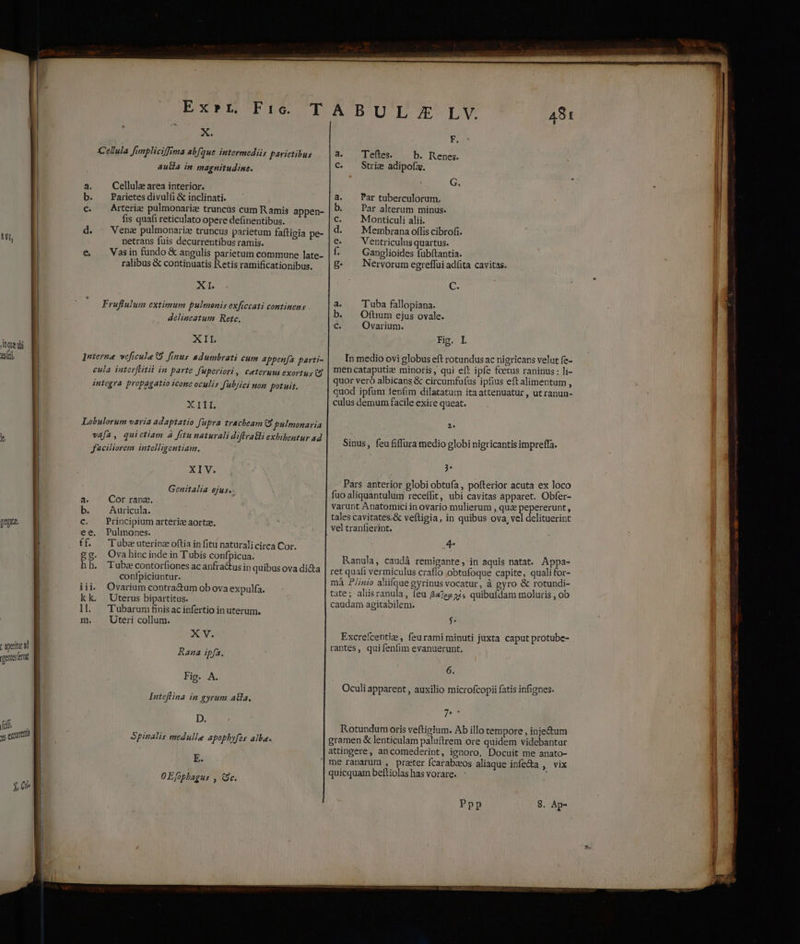 c aperitur d gentesfemt EXTESCPDSS T X. Cellula fimplicifima abfque intermediis parietibus au&amp;a in magnitudine. Cellule area interior. Parietes divulfi &amp; inclinati. Arteria pulmonarize truncüs cum R amis appen- fis quafi reticulato opere definentibus. Vena pulmonariz truncus parietum faftigia pe- netrans fuis decurrentibus ramis. Vasin fundo &amp; angulis parietum commune late- ralibus &amp; continuatis Retis ramificationibus. XI Fruflulum extimum pulmonis exficcati continens delineatum Rete, XII. Interne veficule t9 finus adumbrati cum Appenfa parti- cula interflitii in parte Juperiort, ceteruus exortus (8 integra propagatio 1cone oculis fubjici non potuit. ZGPHI Lobulorum varia adaptatio Jupra tracheam (5 pulmonaria vafa, quictiam à fitu naturali diftratli exbibentur a4 J'ciliorem intelligentiam. XIV. Genitalia ejus. . a. Cor rana, b. Auricula. C. Principiumarterie aortz. ee. Pulmones. ff. —Tubzuterinz oftia in fitu naturalicirca Cor. g. Ovahincinde in Tubis confpicua. h h. Tuba contorfones ac anfractus ip quibus ova dicta confpiciuntur. iii. Ovarium contractum obova expulfa. kk. Uterus bipartitus. 1]. Tubarum finisac infertio inuterum. m. Uteri collum. NCVI Rana ipfa. Fig. A. Inteflina in gyrum a&amp;la. D. Spinalis medulle apophyfzs alba. E. OEfophagus , Ge. ABULJZI JLYV. F. Teftes. b. Renes. Striz adipofz. G. Par tuberculorum. Par alterum minus. Monticuli alii. Membrana offis cibrofi. Ventriculus quartus. Ganglioides fubftantia. Nervorum egreffui adfita cavitas. C. 'Tuba fallopiana. Oftium ejus ovale. Ovarium. Fi I In medio ovi globus eft rotundus ac nigricans velut fe- mencataputie minoris, qui eft ipfe fcetus raninus: li- quor veró albicans &amp; circumfu(us ipfius eft alimentum , quod ipfum tepfim dilatatam itaattenuatur , ut ranun- culus demum facile exire queat. 2» Sinus, feu fiffura medio globi nigricantis impreffa. 3* Pars anterior globi obtufa, pofterior acuta ex loco fuo aliquantulum receffit, ubi cavitas apparet. Obfer- varunt Anatomici in ovario mulierum , quz pepererunt, tales cavitates.&amp; veftigia, in quibus ova, vel delituerint vel tranfierint. 4- $* Excrefcentiz , feurami minuti juxta caput protube- rantes, quifenlim evanuerunt. 6. Oculi apparent, auxilio microfcopii fatis infignes. LA Rotundum oris veftigium. Ab illo tempore , inje&amp;um gramen &amp; lenticulam paluftrem ore quidem videbantur attingere, ancomederint, ignoro. Docuit me anato- quicquam beftiolas has vorare. Ppp 89. Ap-