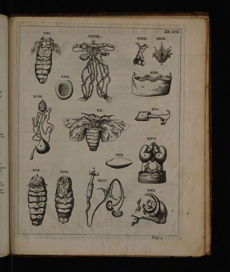 7m IHRE f - / Qna, l, An H,. nas dirlts Jj lans, yz oft, ibens. oblonga