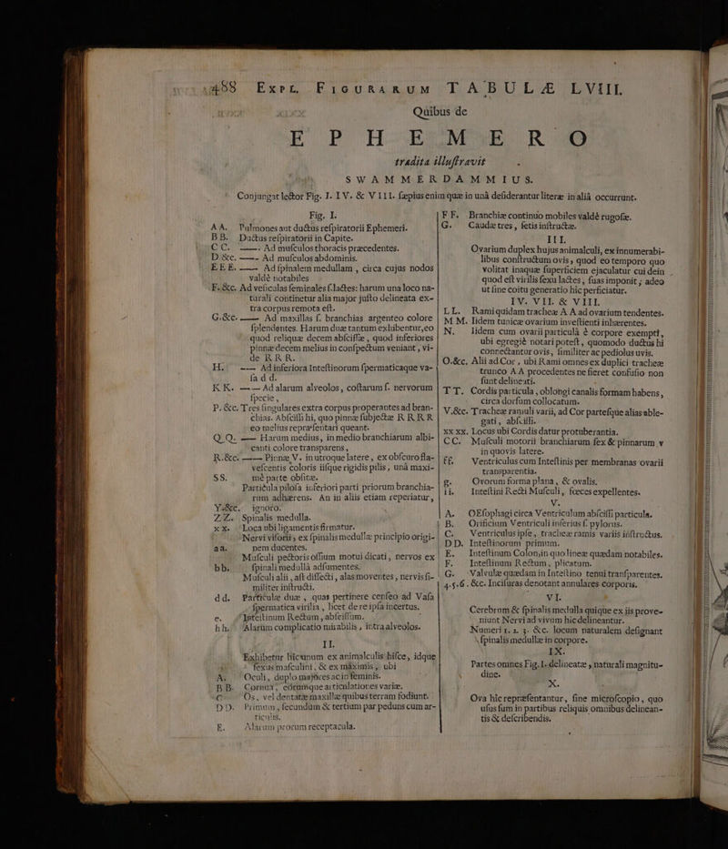4498 Exrt FicukaR&amp;uM TABULZ/E LVIII Quibus de E P IH OELMOWBS R 90 tradita illuffravit : SW AM M ERDAPMM IUS. Conjungat le&amp;or Fig. I. IV. &amp; V I1I. fzpiusenim qua in unà defiderantur litere inalià occurrunt. ————————— —— Fig. I. AA. Pulmonesaut du&amp;us refpiratorii Ephemeri. BB. Da&amp;usrefpiratorii in Capite. CC. ——. Ad mufculosthoracis przcedentes. D.&amp;c. —- Ad mufculos abdominis. EE E. .—-— Adfpinalem medullam , circa cujus nodos valdé notabiles F. &amp;c. Ad veicalas feminales f.la&amp;tes: harum una loco na- türali continetur alia major jufto delineata ex- trà corpus remota eft. G.&amp;c. —— Ad maxillas f. branchias argenteo colore fplendentes. Harum duz tantum exhibentur,eo quod reliquz decem abíciffe , quod inferiores pinna decem melius in confpectum veniant , vi- Vue D RR. H. ^ -— Adinferiora Inteftinorum fpermaticaque va- fa d d. K K. —C— Adalarum alyeolos, coftarum f. nervorum fpecie, P. &amp;c. Tres fingulares extra corpus properantes ad bran- chias. Abfcifli hi, quo pinnze fubjecte R R RR eo melius reprafentari queant. Q Q. —- Harum medius, in medio branchiarum albi- canti colore transparens, R.&amp;c. —— Pinnz V. inutroque latere , ex obfcuro fla- vefcentis coloris iifque rigidis pilis, unà maxi- SS. mé parte obfitze. Partiéula pilofa inferiori parti priorum branchia- ram adbarens. An in aliis etiam reperiatur, Y.&amp;c.- ignoro. ZZ. Spinalis medulla. xXx. 'Locaubiligamentis firmatur. Nervi viforii ; ex fpinalis medul!z principio origi- aa. nem ducentes. Mufcali pe&amp;oris ofium motui dicati, nervos ex bb. fpinali medullà adfumentes. M ufculi alii , aft diffe&amp;i , alas moventes , nervisfi- militer inftru&amp;i, dd. Particule due , quas pertinere cenfeo ad Vaía . fpermatica virilia , licet dere ipfa incertus. e. 'Ynteitinum Rectum , abfeiflum. hh. álarüm cemplicatio mirabilis , intra alveolos. II. Exhibetnr hicunum ex animalculis hifce, idque : fexus mafculini; &amp; ex máximis, ubi A. ^ Oculi, duplo majores ac in feminis. BB. Cornua; eórumque articnlatiores variae. e Os, vel dentatze maxillae quibus terram fodiunt. ticu!lis. E. Alarum prorum receptacula. FF. Branchiz continuo mobiles valdé rugofze. G. Caudetres, fetisinftructa. ILI Ovarium Kiwi hujus animalculi, ex innumerabi- libus conftruétum ovis , quod eo temporo quo quod eft virilis fexu la&amp;es , fuas imponit ; adeo ut fine coitu generatio hic perficiatur. INZCVIPE &amp; VIL LL. Ramiquidamtrachea A A ad ovarium tendentes. M M. Iidem tunica ovarium inveftienti inhzrentes. N. lidem cum ovariiparticulà € corpore exempti, ubi egregié notari poteft, quomodo ductus hi conre&amp;antur ovis, fimiliter ac pediolus uvis. O.&amp;c. Alii ad.Cor , ubi Rami omnes ex duplici tracheze trunco A A procedentes ne fieret confufio non funt delineti. T T. Cordis particula , oblongi canalis formam habens : circa dorfum collocatum. V.&amp;c. Trachez ramuli varii, ad Cor partefque alíasable- gati, abfciíTi. xx xx. Locus ubi Cordis datur protuberantia. CC. .Mufculi motorii branchiarum fex &amp; pinnarum v in quovis latere. f£ ^ Ventriculus cum Inteftinis per membranas ovarii transparentia. g. Ovorum forma plana , &amp; ovalis, ii. —Inteftini Re&amp;i Mufculi, fcecesexpellentes. V. A. . OEfophagicirca Ventricalum abfíciffi particula. B. Orificium Ventriculi inferius f. pylorus. C. .Ventriculusipfe, trachea ramis variis iüftrn&amp;us. DD. Inteftinorum mo E. Inteftinum Colon;in quolinez quaedam notabiles. F. Inteftinum Re&amp;um, plicatum. | G. -Valvule quedam in Inte(tino tenui tranfparentes. 4:$.6 . &amp;c. Incifuras denotant annulares corporis. XML. Cerebrum &amp; fpinalis medulla quique ex iis prove- niunt Nervi ad vivam hicdelineantur. Numeri 1. 2. 3. &amp;c. locum naturalem defignant ^ fpinalis medulla in corpore. IX. Partes omnes Fig.1. delineata ; naturali magnitu- dine. X. Ova hicreprefentantur, fine microfcopio, quo ufus fum in i reliquis omnibus delinean- tis &amp; deícribendis. TITITIRTERTTERETTINERETNETRTNENRNTRETELLE TTTUTNDYTEHETRRITTIRIEITIERTUEEEEEEUISETETREEEENRE ETERNI Tener: — TITTTTTTOTTTETTILTITETTTILLELLETTTTTILEETPTTEETEETLTRTEITREETRITETTITTTRTIEETTEEELIETTITETCTETIEETIITTII I TTD FTTEEETITTRRTITTCIERTIT TELTTRTITTYESTETHEEETINIYDIETETIIEYERSTRRETIRITHTTITITÀ uu ) TUTTTTTTTTTIIIT RÀ : TP