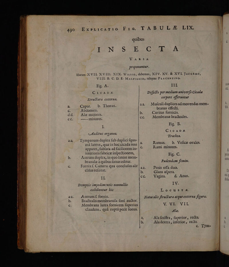 dd. ees Dord c» [9 Eig. A. CrICADE. Strutiura externa. Caput. — b. Thorax. Abdomen. Al majores. ----- minores, L vct uditus or g 4101; Tympanum duplex fub duplici fqua- mà latens , quz in hac cicada non apparet, fublata ad faciliorem in- interioris fabrice infpe&tionem, - Antrum.duplex, in quo latent mem- branulz à quibus fonus editur. Fornixf. Camera qua conclufus aet clifus refonat. TI: Demptis impedimentis nonnullis: exlbibeutur. bic Antrum f. fornix. Bra&tealis membranula foni au&or. 4.2. C. I1I. branas effe&ti. Cavitas fornicis. Fig. B. Rami minores. Fig. C. Penis offa duo. Glans afpera. Vagina. d. Anus. IV. Locusr s. V. VI. Ale; VIL. c. Tym- À Ketic Unt