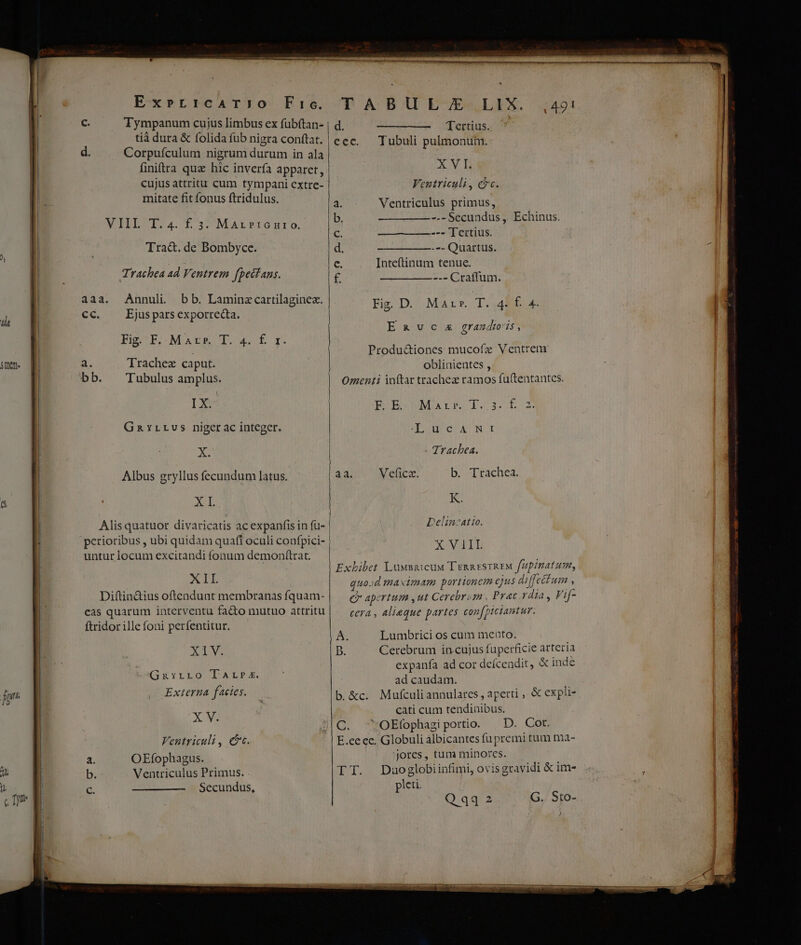 ^ ) 7r SIT e. Ex»rr:car:o Fic. c. Tympanum cujus limbus ex fubítan- tià dura & folida fub nigra conftat. finiftra quz hic invería apparet, cujus attritu cum tympani extre- | mitate fit fonus ftridulus. MTILUIDA.SCE GUMAxPRIOBIO, Tra&. de Bombyce. Trachea ad Ventrem fpectans. aaa. Annuli bb. Laminzcartilaginez. Cc. X Ejusparsexporreda. Eig-F.-Mark T. 4. f TI. a. Trachez caput. IX- Gavrrvs niger ac integer. S Albus gryllus fecundum latus. : PO Alis quatuor divaricatis ac expanfis in fu- untur locum excitandi fonum demonftrat. XII Diftin&ius oftendunt membranas fquam- cas quarum interventu fado mutuo attritu ftridor ille foni perfentitur. XI VA Gzavrro Tar»s. Externa facies. XM Veutriculi, cc. a. OEfophagus. b. Ventriculus Primus. . Secundus, d. cec. mognce» ^ Tertius. Tubuli pulmonum. XVEhE Ventriculi, coc. Ventriculus primus, --- Secundus ,. Echinus. --- Tertius. —————--- Quartus. Intetinum tenue. --- Craffum. Fig D. Mare. T. 40 f 4 Ex vc x grandis, Produ&iones mucofz Ventrem oblinientes , BSBANNÜOXERC LGS3 [2 Jong cA NI Trachea. Vefice. b. Trachea. K. Delin atio. X VIIL A D. C. Lumbrici os cum mento. Cerebrum in-cujus fuperficie arteria expanfa ad cor defcendit, & inde ad caudam. Mufculi annularcs , aperti ,. & expli- cati cum tendinibus. OEfophagi portio. D. Cot. UAI. jores, tum minores. Duoglobiinfimi, ovis gravidi & im- pleti. Qq32 GJ Sto-
