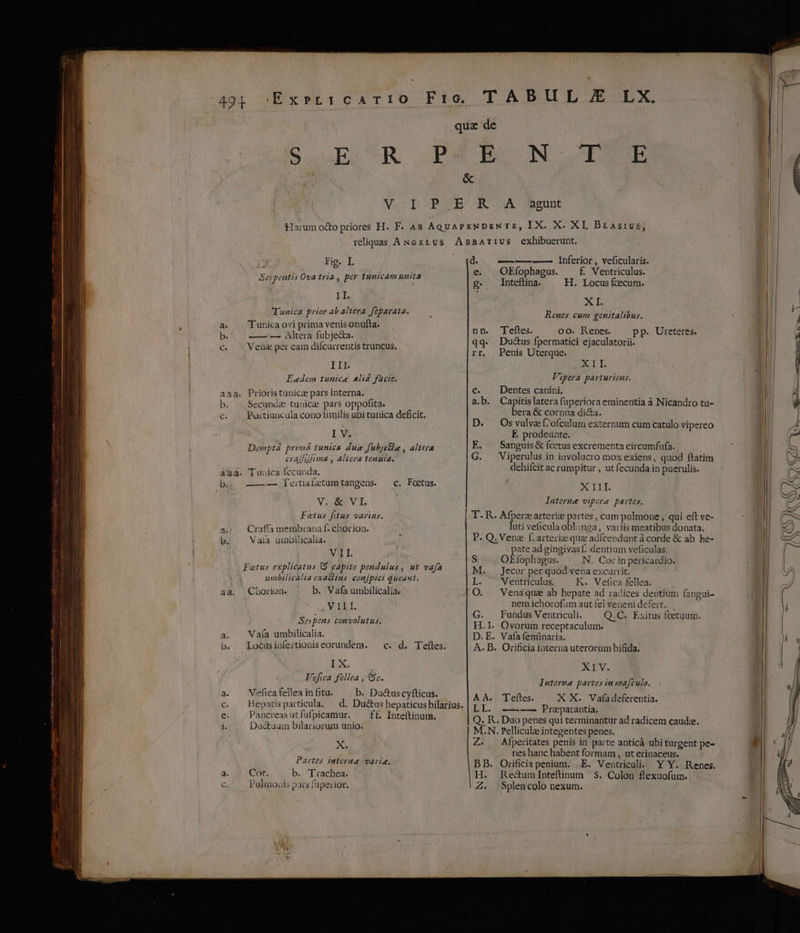 & [ Fig. I Serpentis Ova tria , per tunicam unita II. Tunica prior ab altera féparata. a. — Tunicaovi prima venis onufta. b. —— — Altera fubje&a. 6 Vena per eam diícurrentis truncus. III. Eedem tunice Alid facic. aaa. Prioristunicz pars interna. b. - Secunda tunica pars oppofita. c. -.. Portiuncula cono fimilis ubi tunica deficit. I V. Demptá primá tunica due fubjetla , altera craff fuma , altera tenuia. á'aa. Turica fccunda. ba. ———.lertiafetumtangens. | c. Foetus. V.S V I. Faotus fitus varius. a. Craffa membrana f. chorion. : : b. Vaia uimbiiicalia. VII. Fatus explicatus 9 capite pendulus , ut vafa umbilicalia exa&lius. con[pici queaut. aa. Chorion. b. Vaía umbilicalia. ; MATMCT, Se pans convolutur. a. . Vaía umbilicalia. b. . Locusinfeitionis eorundem. Lx, Vefica féllea , 8c. a. N'efica fellea in fitu. b. Ductus Cyfticus. AsBATIUS exhibuerunt. d... —————— Inferior, veficularis. e. . OEfophagus. . f£ Ventriculus. . Inteftina. H. Locus £ecum. XI. Renes cum genitalibus. nn. Teftes. 00. Renes. pp. Ureteres. qq. Du&us fpermatici ejaculatorii. rr. Penis Uterque. NECI! Vipera parturiens. €. — Dentes canini, a.b. Capitislatera fuperiora eminentia à Nicandro tu- bera & cornua di&a. D. Os vulve f^ofcalum externum cum catulo vipereo E prodeunte. E. | Sanguis & fcetus excrementa circumfufa. G. Viperulus in involucro moxexiens, quod ftatim dehifcit ac rumpitur , ut fecunda in puerulis. : SEITE: Interne vipere partes. luti veficula oblonga, variis meatibus donata. en M. L O G H.I D.E .  ; | ÀÁ À. c. Hepatisparticula. — d. Ductus hepaticus bilarius. | p T. e. Pancreasutíufpicamur. — ff. Inte(tinum. i. Duc&tuum bilariorum unio. X Partes interi varie. a. Cor. b. Trachea. Pulmoüis pars fuperior. e pate ad gingivas f. dentium veficulas. Oktophagus. N. Cor in pericardio. Jecur per quod vena excarrit. Ventriculus. K. Vefica fellea. Vena qua ab hepate ad radices dentium fangui- nem ichorofam aut fel veneni defert. Fundus Ventriculi. Q.C. Exitus fcetaum. - Ovorum receptaculum. - Vafafeminaria. XIV. Interna partes in mafculo. X X. Vafadeferentia. ———— Praparantia, T eftes. Z. B DB. H. Z. Afperitates penis in parte anticà ubi turgent pe- nes hanc habent formam , ut erinaceus. Orificia penium. .E. Ventriculi. Y Y. Renes. Re&umInteftinum S. Colon flexuofum. Splen colo nexum. CA Jc N » PA A