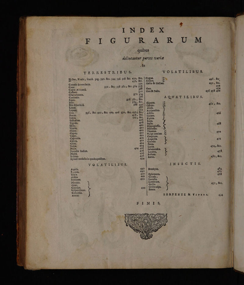 t I NDEKX EG U mA R DM . .quibus delineantur partes varie -In TERRESTRIBUS. VOLATILISBU S. Ove, Vitulo ,- Vaccá. pag. 341. &amp;c. 6 348 &amp;c. 430, &amp;c, | Cygno. Iran D Ong Vituty Nacpt- 926634 dA EA s &amp;c. | Anfere, ; j  446 . &amp;c Camelo dromedario, 350 | Gallo &amp; Gallina, 4j, &amp;c. ane. 351» &amp;c. 358 360, &amp;c..364 366 454 Capra Africana, 368 | Ovo. 454 Caftore. 379 | Ovo &amp; Pullo, 456 458.460 Chameleonte, 37? 576 Cuniculo. 37 À : j N Ed y 6o, Es QUATILIBUS Fele. 384, XC. [21 Fele Zibethicá, 388 399 D CHA E .462 , &amp;e enu. LP E ] epore, : ; : Ove. 396, &amp;c. 400, &amp;c. 404. 406 $30, &amp;c, 4365 cs | WIN. t 466 Porco. 498, &amp;C. | Galoeo i$1 » Simia. $12, XC. | xiphia, y Teftudine. 416 on f , Tigride, à 418 | se n uro, 420 ied : loff ; ) -468 Vitulo, 422 Had a 9 Hes 4? | Phocena. | M ik jen Vulpe marina. $ 479 Capteolo, 412 pee Cervo, 4211 os &amp; . 472 Glire. PY che 9 Talpa. 424 t Mare. 424 416 Prae 414, kc Porcello Indico, 426 | an res i . $ Marte. 426 | reri M 475. CHI: 4216 pani ;480 , &amp;c. Spinali medulla in quadtupedibus. 434 E neum VOLATILIBUS. INSEC TIS. Aquila. 449 | Bombyce, 8 ims 440 T dd lilu'a. ; 449 | Ephemero, 498 A1dea. 44» | Cicada.. Sturione. 442 | Locufta. ) Pfittaco. ) Lumbrico, Grue, i Grillo. ! 492; &amp;c, Cornice. Grillo talpa, N efpertilione. ? uw Eruca, , J Columba, r Anaic. J SENAPENTE Kk VirsaA 44 4 UP pe *?-— —X
