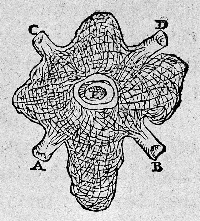 digitised image 2