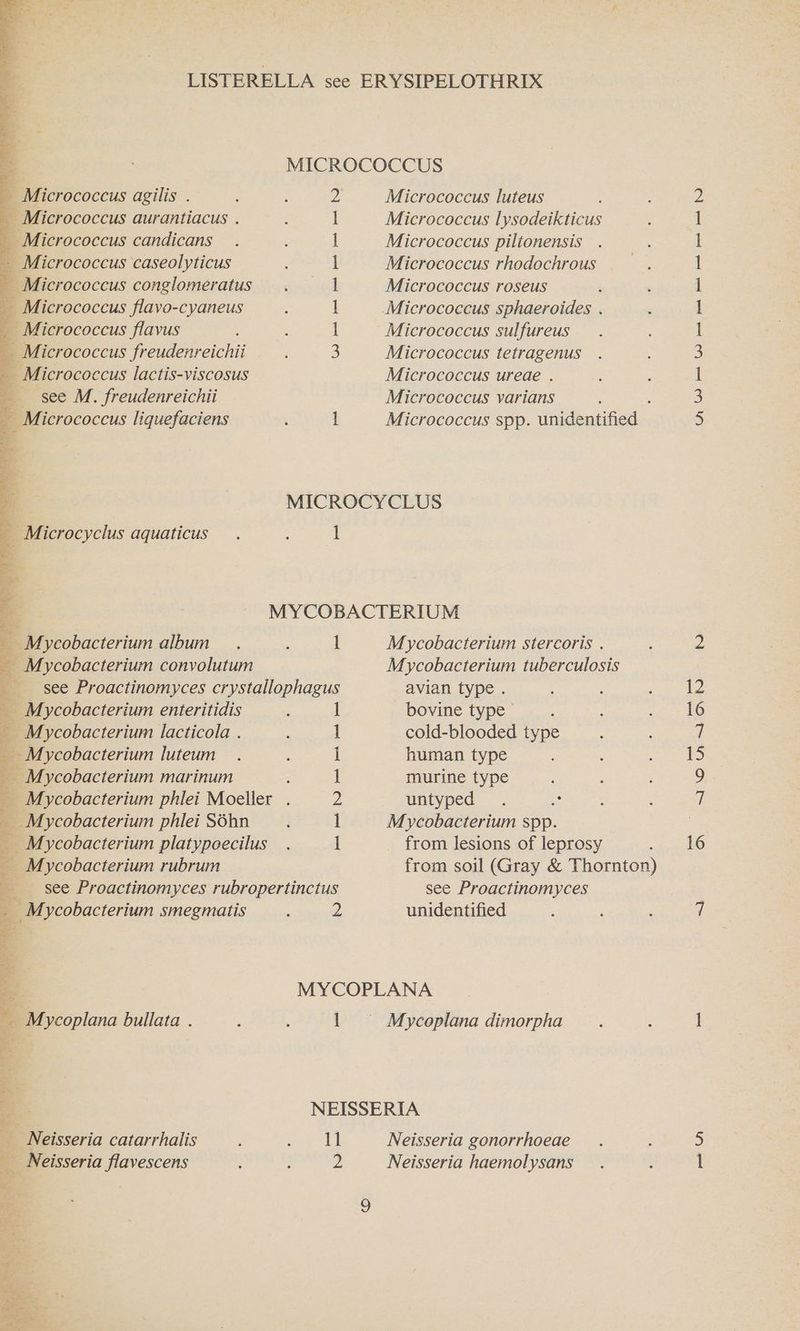 _ Micrococcus agilis . _ Micrococcus aurantiacus . _ Micrococcus candicans ~ Micrococcus caseolyticus _ Micrococcus conglomeratus _ Micrococcus flavo-cyaneus _ Micrococcus flavus a Micrococcus lactis-viscosus see M. freudenreichii _ Micrococcus liquefaciens _ Microcyclus aquaticus _ Mycobacterium album _ Mycobacterium convolutum _ Mycobacterium enteritidis _ Mycobacterium lacticola . _ Mycobacterium luteum _ Mycobacterium marinum _ Mycobacterium phlei Séhn _ Mycobacterium rubrum 2s Mycobacterium smegmatis 3 3 4 M ycoplana bullata . a earte ain a we Pe Ie Nea ola thi ies petra ales _ Neisseria catarrhalis _ Neisseria flavescens 16 2... Ss Ae Me 4, Oo oS ahah Wag * tie Aes ie rie wv an: NSE Oy ed ; MICROCOCCUS 2 Micrococcus luteus l Micrococcus lysodeikticus I Micrococcus piltonensis l Micrococcus rhodochrous 1 Micrococcus roseus l Micrococcus sphaeroides . I Micrococcus sulfureus Micrococcus ureae . Micrococcus varians z l Micrococcus spp. unidentified MICROCYCLUS 1 MYCOBACTERIUM l Mycobacterium stercoris . Mycobacterium tuberculosis avian type . bovine type : 1 cold-blooded type i human type 1 murine type Z untyped ] Mycobacterium spp. 1 from lesions of leprosy from soil (Gray &amp; Thornton) see Proactinomyces 2 unidentified MYCOPLANA 1 —= Mycoplana dimorpha NEISSERIA 11 Neisseria gonorrhoeae Z Neisseria haemolysans Oo OO Oe LO)