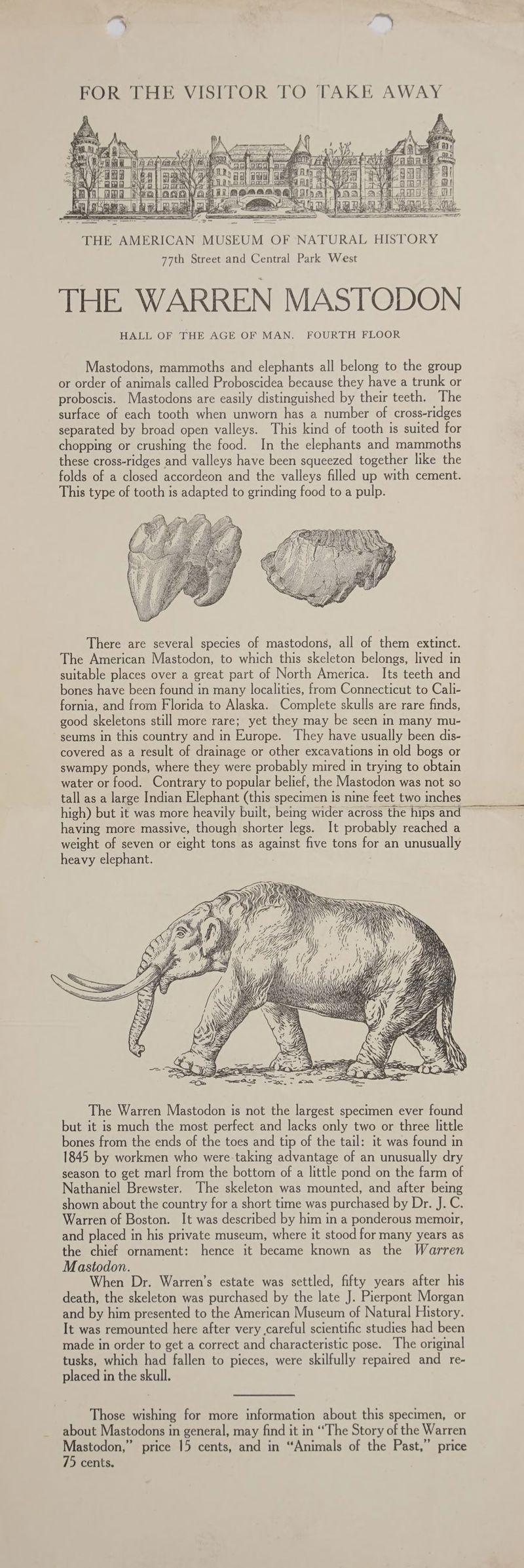 FOR THE VISITOR TO TAKE AWAY - fon Pan fee bul’ Ne At Vi THE AMERICAN MUSEUM OF NATURAL HISTORY 77th Street and Central Park West THE WARREN MASTODON HALL OF THE AGE OF MAN. FOURTH FLOOR Mastodons, mammoths and elephants all belong to the group or order of animals called Proboscidea because they have a trunk or proboscis. Mastodons are easily distinguished by their teeth. The surface of each tooth when unworn has a number of cross-ridges separated by broad open valleys. This kind of tooth is suited for chopping or crushing the food. In the elephants and mammoths these cross-ridges and valleys have been squeezed together like the folds of a closed accordeon and the valleys filled up with cement. This type of tooth is adapted to grinding food to a pulp. There are several species of mastodons, all of them extinct. The American Mastodon, to which this skeleton belongs, lived in suitable places over a great part of North America. Its teeth and bones have been found in many localities, from Connecticut to Cali- fornia, and from Florida to Alaska. Complete skulls are rare finds, good skeletons still more rare; yet they may be seen in many mu- seums in this country and in Europe. They have usually been dis- covered as a result of drainage or other excavations in old bogs or swampy ponds, where they were probably mired in trying to obtain water or food. Contrary to popular belief, the Mastodon was not so tall as a large Indian Elephant (this specimen is nine feet two inches high) but it was more heavily built, being wider across the hips and having more massive, though shorter legs. It probably reached a weight of seven or eight tons as against five tons for an unusually heavy elephant. oe m wo WN oe if The Warren Mastodon is not the largest specimen ever found but it is much the most perfect and lacks only two or three little bones from the ends of the toes and tip of the tail: it was found in 1845 by workmen who were taking advantage of an unusually dry season to get marl from the bottom of a little pond on the farm of Nathaniel Brewster. The skeleton was mounted, and after being shown about the country for a short time was purchased by Dr. J. C. Warren of Boston. It was described by him in a ponderous memoir, and placed in his private museum, where it stood for many years as the chief ornament: hence it became known as the Warren Mastodon. When Dr. Warren’s estate was settled, fifty years after his death, the skeleton was purchased by the late J. Pierpont Morgan and by him presented to the American Museum of Natural History. It was remounted here after very careful scientific studies had been made in order to get a correct and characteristic pose. The original tusks, which had fallen to pieces, were skilfully repaired and re- placed in the skull. Those wishing for more information about this specimen, or about Mastodons in general, may find it in “The Story of the Warren Mastodon,” price 15 cents, and in “Animals of the Past,” price 75 cents.