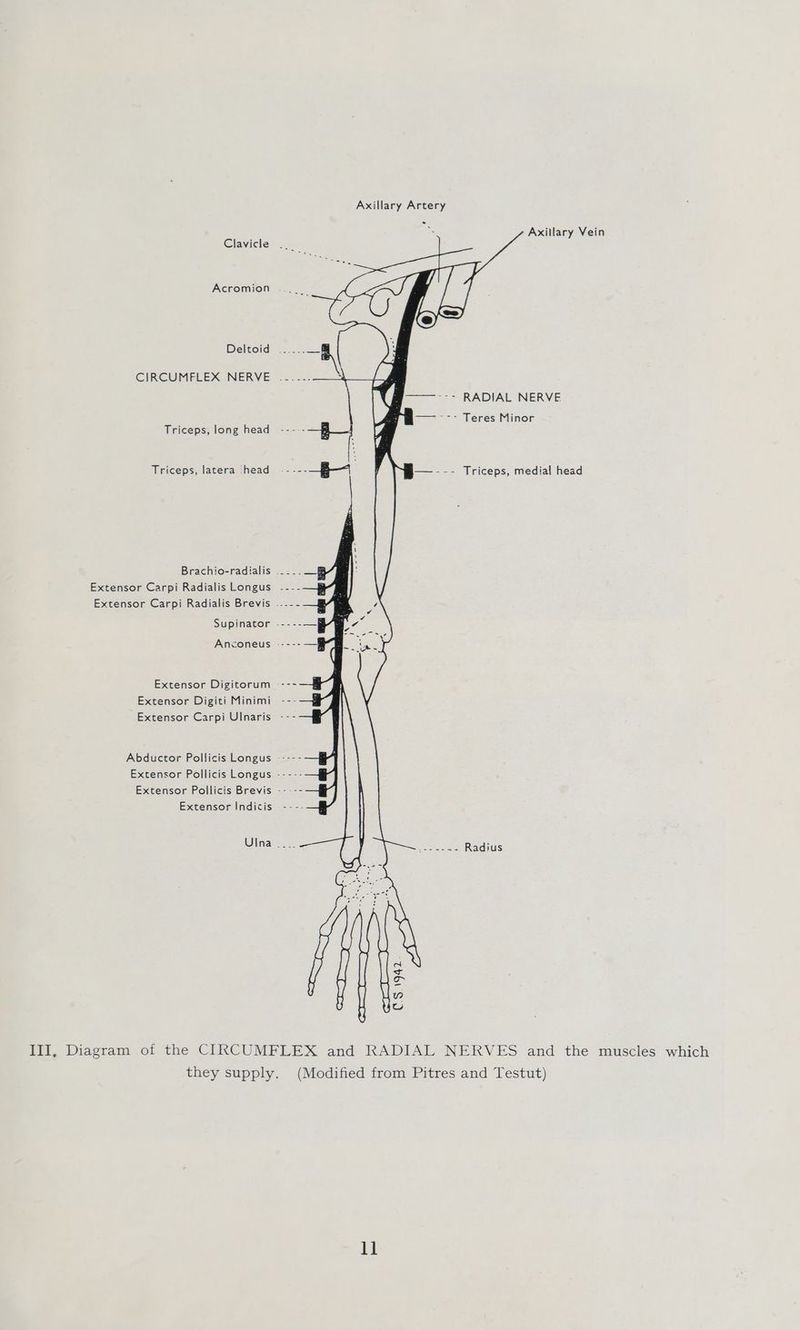 Axillary Artery oy AG Axillary Vein Clavicle Acromion Deltoid ee EIRCUMFEEX NERVE ------ --- Teres Minor Triceps, long head Ly / =: > RADIAL NERVE ay . YG Triceps, latera [head —--- Triceps, medial head Brachio-radialis .___. Extensor Carpi Radialis Longus ---.— i Extensor Carpi Radialis Brevis ...--—g/ 7 Supinator .----—/R- Anconeus ----- re Extensor Digitorum ---—i- Extensor Digiti Minimi ---—g Extensor Carpi Ulnaris -- Abductor Pollicis Longus Extensor Pollicis Longus -- --- Extensor Pollicis Brevis ----- Extensor Indicis UIna __.. ee ee Radius yy h 7 Me fe III, Diagram of the CIRCUMFLEX and RADIAL NERVES and the muscles which they supply. (Modified from Pitres and Testut) ll