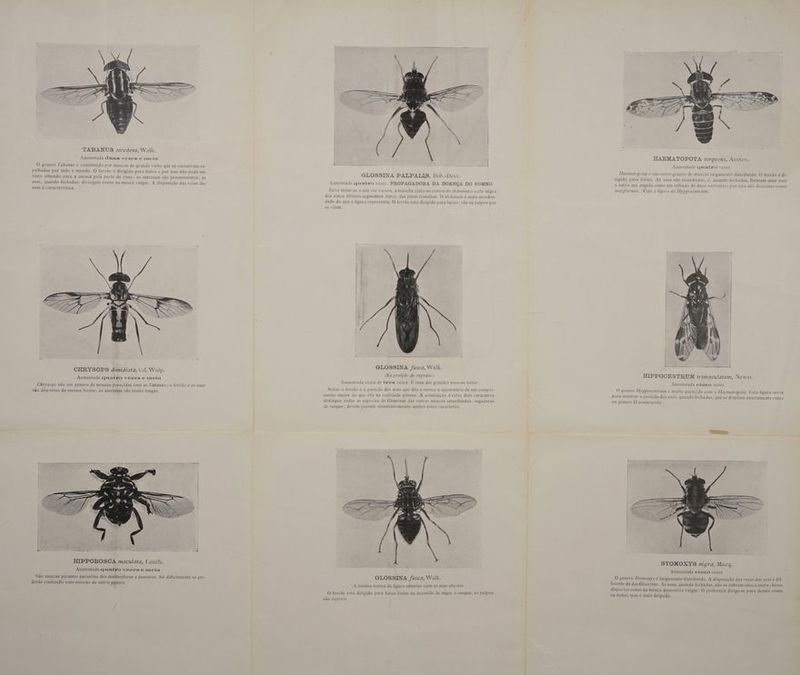 TABANUS secedens, Walk. Aumentada duas vezes e meia O genero Tabanus é constituido por moscas de grande vulto que se encontram es palhadas por todo o mundo. O ferrão é dirigido para baixo e por isso não pode ser visto olhando para a mosca pela parte de cima: as antennas são proeminentes; as asas, quando fechadas, divergem como na mosca vulgar. A disposição das veias da asas e caracteristica CHRYSOPS dimidiata, v.d. Wulp. Aumentada quatro vezes e mein Chrysops são um genero de moscas parecidas com as Tabanus ; o ferrão e as asas são dispostos da mesma forma; as antennas são muito longas São moscas picantes parasitas dos mammiferos e passaros. Só dificilmente se po- derão confundir com moscas de outro genero. GLOSSINA PALPALIS, Rob.-Des\ Aur ada quatro PROPAGADORA DA DOENÇA DO SOMNO Deve notar-s sua 1, a mancha clara no centro d 'domen dos cinco 1 os segmentos (far jas patas traseiras. O abdc né 5 jado do que a fig esenta. O ferrão está dirigido para baixo: são os | se veem GLOSSINA fusca, Walk. Na posição de repous Aumentada cerca de tres vezes. E uma das grandes moscas tsetse Notae o ferrão e a posição das asas que dão à mosca a apparencia de um comf : w i na realidade possue. A associação dest s cara ; todas s semell S, Sugac j gue ; de r ere O ferrão esta dirigido para baixo como na occasião de sugar o sangue, os palpos são visiveis HAEMATOPOTA torquens, Austen. \umentada quatro vezes ta « um outro genero de moscas largamente distribuido. O ferrão é di- rigido para baixo. As asas são manchadas, e. quando fechadas, formam uma com gulo como um telhado de duas vertentes; por isso são descritas como a figura da Hyppocentrum HIPPOCENTRUM trimaculatum, Newst. Aumentada cinco vezes O genero Hyppocentrum é muito parecido com o Haematopota, Esta figura serve para mostrar a posição das usas, quando fechadas, que se dispôem exactamente com: 10 genero H yemats rota O genero Stomoxys é largamente distribuido. A disposição das veias das asas é dif- ferente da das Glossinas. As asas, quando fechadas, não se cobrem uma 4 outra; ficam dispostas como na mosca domestica vulgar. O proboscis dirige-se para deante como na tsetse, mas é mais delgado.