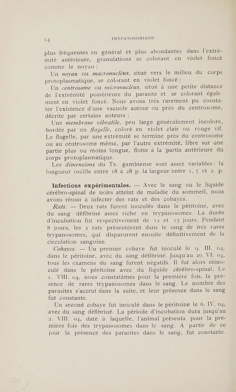 plus fréquentes en général et plus abondantes dans l'extré- mité antérieure, granulations se colorant en violet foncé comme le noyau; Un noyau ou macronucléus, situé vers le milieu du corps protoplasmatique, se colorant en violet foncé : Un centrosome ou smicronucléus. situé à une petite distance de l'extrémité postérieure du parasite et se colorant égale ment en violet foncé. Nous avons très rarement pu consta- ter l'existence d'une vacuole autour ou près du centrosome, décrite par certains auteurs ; Une membrane vibratile, peu large généralement incolore, bordée par un ÿagelle, coloré en violet clair ou rouge vif. Le flagelle, par une extrémité se termine près du centrosome ou au centrosome même, par l'autre extrémité, libre sur une partie plus ou moins longue, flotte à la partie antérieure du corps protoplasmatique. Les dimensions du Tr. gambiense sont assez variables: la longueur oscille entre 18 à 28 p. la largeur entre 1,5 et 2. p. Infections expérimentales. — Avec le sang ou le liquide cérébro-spinal de noirs atteint de maladie du sommeil, nous avons réussi à infecter des rats et des cobayes. Rats. — Deux rats furent inoculés dans le péritoine, avec du sang défibriné assez riche en trypanosomes. La durée d'incubation fut respectivement de 12 et 13 jours. Pendant 8 jours, les 2 rats présentérent dans le sang de érès rares trypanosomes, qui disparurent ensuite définitivement de la circulation sanguine. Cobayes. — Un premier cobaye fut inoculé le 9. II: 04, dans le péritoine, avec du sang défibriné. Jusqu'au 20. VI. 04, tous les examens du sang furent négatifs. Il fut alors réino- culé dans le péritoine avec du liquide cérébro-spinal. Le 1. VIII o4, nous constatâmes pour la première fois, la pré- sence de rares trypanosomes dans le sang. Le nombre des parasites s'accrut dans la suite, et leur présence dans le sang fut constante. Un second cobaye fut inoculé dans le péritoine Île GI S 04 avec du sang défibriné. La période d'incubation dura jusqu'au 2. VIII. o4, date à laquelle, l'animal présenta pour la pre- mière fois des trypanosomes dans le sang. A partir de ce jour la présence des parasites dans le sang, fut constante.