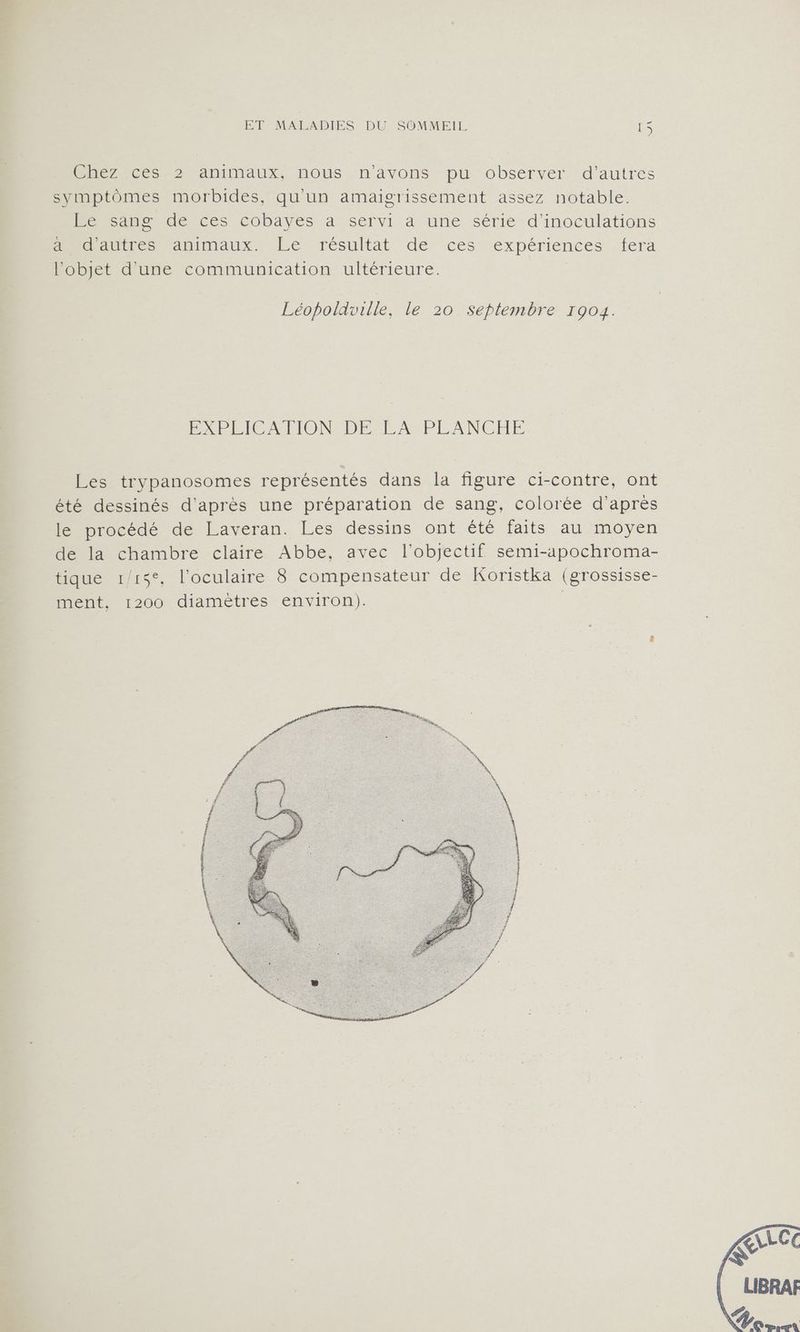 Chez ces 2 animaux, nous n'avons pu observer. d'autres symptômes morbides, qu'un amaigrissement assez notable. Be tns de Ces Cobayes a! servi à une série d'inoculations doute Manimaux. Le résultat de ces'expérientes . fera l’objet d'une communication ultérieure. Léopoldville, le 20 septembre 1904. ÉXPEICATION DE LA PLANCHE Les trypanosomes représentés dans la figure ci-contre, ont été dessinés d'après une préparation de sang, colorée d’après le procédé de Laveran. Les dessins ont été faits au moyen de la chambre claire Abbe, avec l'objectif semi-apochroma- tique r/15°, l’oculaire 8 compensateur de Koristka (grossisse- ment, 1200 diamètres environ).