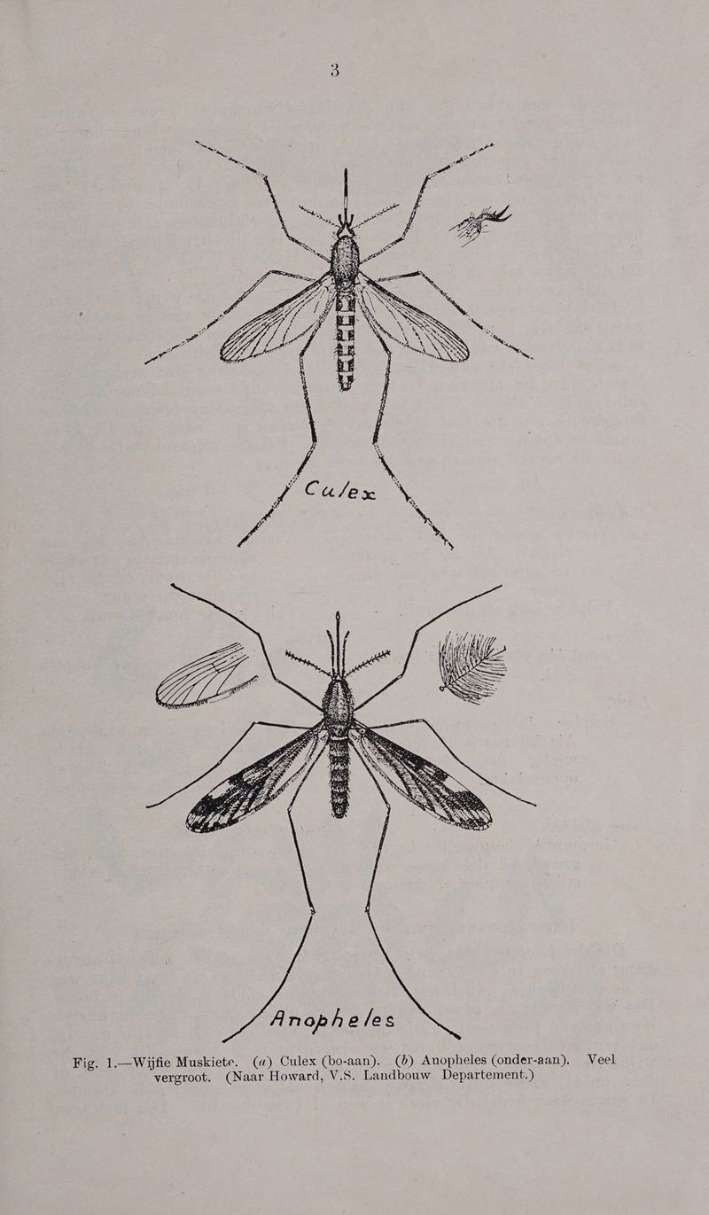 Fig. 1.—Wijfie Muskiete. (ad) Oulex (bo-aan). (2) Anopheles (onder-aan). Veel vergroot. (Naar Howard, V.S. Landbouw Departement.)