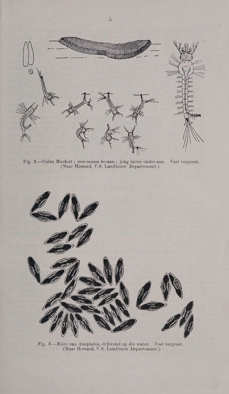 Fig. 2.—Oulex Muskiet ; eier-massa bo-aan; jong larwe onder-aan. Veel vergroot.