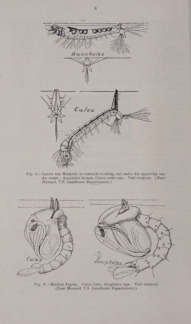 Pred) ONE RENE s) Mrs GWEN vye Fig. 5.—ILarwe van Muskiete in rustende houding, net onder die oppervlak van die water ; Anopheles bo-aan, Culex onder-aan. Veel vergroot. (Naar Howard, V.S. Landbouw Departement.)