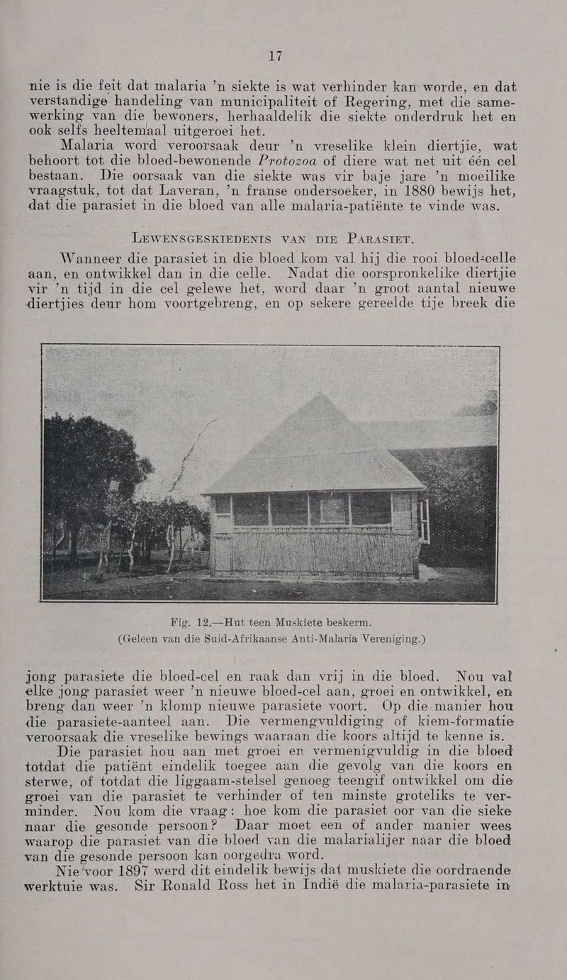 nie is die feit dat malaria `n siekte is wat verhinder kan worde, en dat verstandige handeling van municipaliteit of Regering, met die same- werking van die bewoners, herhaaldelik die siekte onderdruk het en ook selfs heeltemaal uitgeroei het. Malaria word veroorsaak deur `n vreselike klein diertjie, wat behoort tot die bloed-bewonende Protozoa of diere wat net uit één cel bestaan. Die oorsaak van die siekte was vir baje jare ʼn moeilike vraagstuk, tot dat |averan, `n franse ondersoeker, in 1880 bewijs het, dat die parasiet in die bloed van alle malaria-patiënte te vinde was. LEWENSGESKIEDENIS VAN DIE PARASIET. Wanneer die parasiet in die bloed kom val hij die rooi bloed-celle aan, en ontwikkel dan in die celle. Nadat die oorspronkelike diertjie vir `n tijd in die cel gelewe het, word daar `n groot aantal nieuwe diertjies deur hom voortgebreng, en op sekere gereelde tije breek die jong parasiete die bloed-cel en raak dan vrij in die bloed. Nou val elke jong parasiet weer `n nieuwe bloed-cel aan, groei en ontwikkel, en breng dan weer `n klomp nieuwe parasiete voort. (Op die. manier hou die parasiete-aanteel aan. Die vermengvuldiging of kiem-formatie veroorsaak die vreselike bewings waaraan die koors altijd te kenne is. Die parasiet hou aan met groei er vermenigvuldig in die bloed totdat die patiënt eindelik toegee aan die gevolg van die koors en sterwe, of totdat die liggaam-stelsel genoeg teengif ontwikkel om die groei van die parasiet te verhinder of ten minste groteliks te ver- minder. Nou kom die vraag: hoe kom die parasiet oor van die sieke naar die gesonde persoon? laar moet een of ander manier wees waarop die parasiet van die bloed van die malarialijer naar die bloed van die gesonde persoon kan oorgedra word. Nie voor 1897 werd dit eindelik bewijs dat muskiete die oordraende werktuie was. Sir Ronald Ross het in Indië die malaria-parasiete in