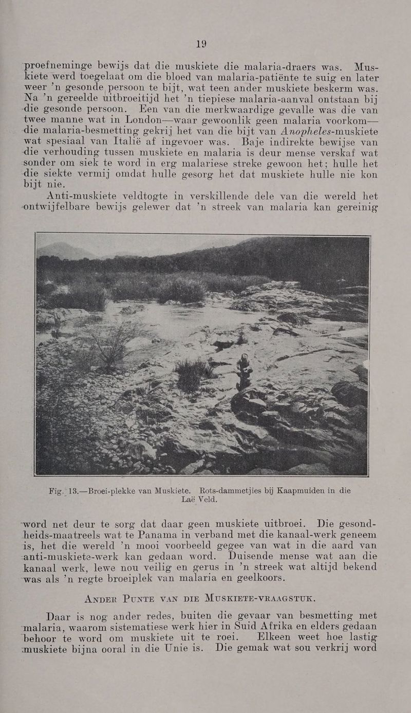 proefneminge bewijs dat die muskiete die malaria-draers was. Mus- kiete werd toegelaat om die bloed van malaria-patiënte te suig en later weer 'n gesonde persoon te bijt, wat teen ander muskiete beskerm was. Na `n gereelde uitbroeitijd het `n tiepiese malaria-aanval ontstaan bij die gesonde persoon. Ëen van die merkwaardige gevalle was die van twee manne wat in London—waar gewoonlik geen malaria voorkom— die malaria-besmetting gekrij het van die bijt van Anopheles-muskiete wat spesiaal van Ttalië af ingevoer was. hBaje indirekte bewijse van die verhouding tussen muskiete en malaria is deur mense verskaf wat sonder om siek te word in erg malariese streke gewoon het; hulle het die siekte vermij omdat hulle gesorg het dat muskiete hulle nie kon bijt nie. Anti-muskiete veldtogte in verskillende dele van die wereld het ontwijfelbare bewijs gelewer dat `n streek van malaria kan gereinig “word net deur te sorg dat daar geen muskiete uitbroei. Die gesond- heids-maatreels wat te Panama in verband met die kanaal-werk geneem is, het die wereld `n mooi voorbeeld gegee van wat in die aard van anti-muskiete-werk kan gedaan word. Duisende mense wat aan die kanaal werk, lewe nou veilig en gerus in `n streek wat altijd bekend “was als `n regte broeiplek van malaria en geelkoors. ANDER PUNTE VAN DIE MUSKIETE-VRAAGSTUK. Daar is nog ander redes, buiten die gevaar van besmetting met malaria. waarom sistematiese werk hier in Suid Afrika en elders gedaan “behoor te word om muskiete uit te roei. Elkeen weet hoe lastig muskiete bijna ooral in die Unie is. Die gemak wat sou verkrij word