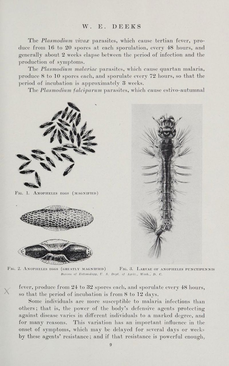 WW ie) ES The Plasmodium vivax parasites, which cause tertian fever, pro- duce from 16 to 20 spores at each sporulation, every 48 hours, and generally about 2 weeks elapse between the period of infection and the production of symptoms. The Plasmodiwm malariae parasites, which cause quartan malaria, produce 8 to 10 spores each, and sporulate every 72 hours, so that the period of incubation is approximately 38 weeks. The Plasmodium falciparum parasites, which cause estivo-autumnal Fic. 2. ANOPHELES EGGS (GREATLY MAGNIFIED ) Fic. 3. Larvak OF ANOPHELES PUNCTIPENNIS Bureau of Entomology, U. S. Dept. cf Agric., Wash., D. OC. fever, produce from 24 to 32 spores each, and sporulate every 48 hours, ‘’ so that the period of incubation is from 8 to 12 days. Some individuals are more susceptible to malaria infections than others; that is, the power of the body’s defensive agents protecting against disease varies in different individuals to a marked degree, and for many reasons. This variation has an important influence in the onset of symptoms, which may be delayed for several days or weeks by these agents’ resistance; and if that resistance is powerful enough,