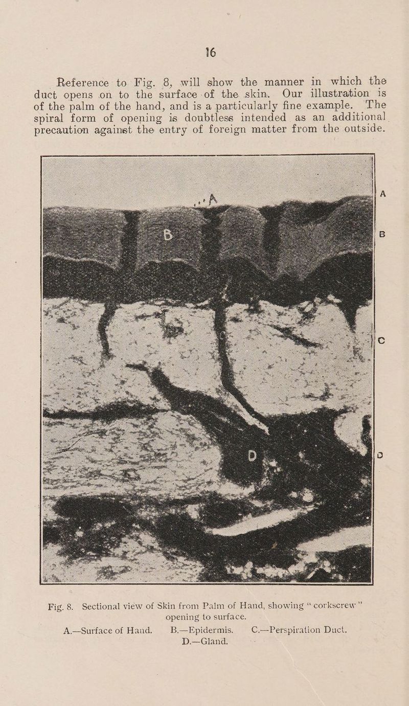 Reference to Fig. 8, will show the manner in which the duct opens on to the surface of the skin. Our illustration 1s of the palm of the hand, and is a particularly fine example. The spiral form of opening is doubtless intended as an additional precaution against the entry of foreign matter from the outside. A.—Surface of Hand. B.—FEpidermis. C.—Perspiration Duct. D.—Gland.