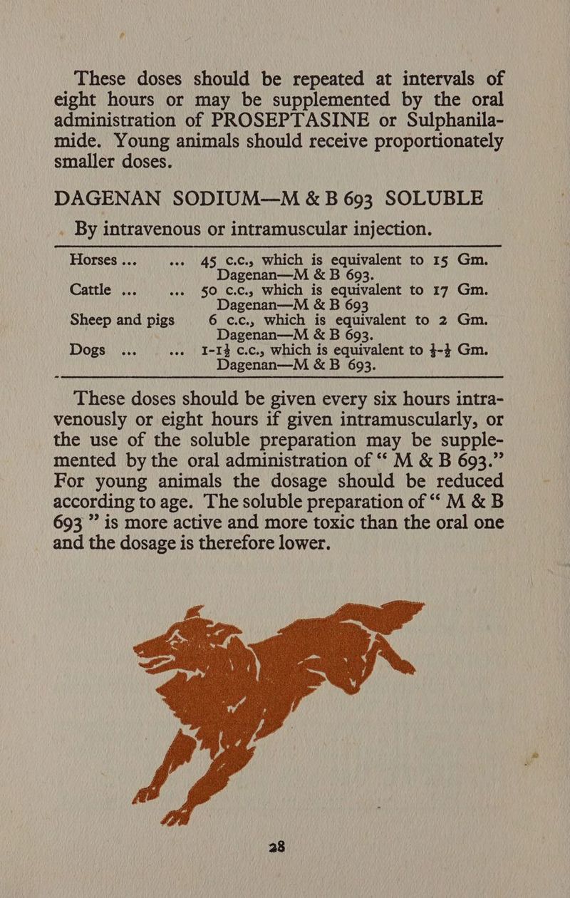 These doses should be repeated at intervals of eight hours or may be supplemented by the oral administration of PROSEPTASINE or Sulphanila- mide. Young animals should receive proportionately smaller doses. DAGENAN SODIUM—M &amp; B 693 SOLUBLE By intravenous or intramuscular injection. Horses ... ss. 45 ¢.C., which is equivalent to 15 Gm. Dagenan—M &amp; B 693. Cattle ... wes 50 C.C., which is equivalent to 17 Gm. Dagenan—M &amp; B 693 Sheep and pigs 6 c.c., which is equivalent to 2 Gm. Dagenan—M &amp; B 693. Dogs ... .e. I-I$ c.c., which is equivalent to 4-4 Gm. Dagenan—M &amp; B 693. These doses should be given every six hours intra- venously or eight hours if given intramuscularly, or the use of the soluble preparation may be supple- mented by the oral administration of ““ M &amp; B 693.” For young animals the dosage should be reduced according to age. The soluble preparation of “‘ M &amp; B 693 ” is more active and more toxic than the oral one and the dosage is therefore lower.