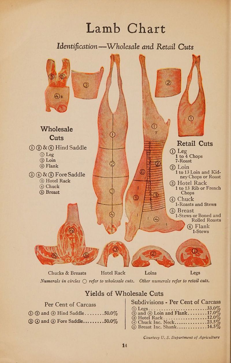 Cuts Retai @® ®@ &amp; @ Hind Saddle etail Cuts ® Leg © Leg Cho s @) Loin 7-Roast ; Flank @ Loin 1 to 13 Loin and Kid- Q® &amp;@) aos mages ney Chops or Roast 5 ace ae @) Hotel Rack ae 1 to 13 Rib or French @) Breast Chops (4) Chuck 1-Roasts and Stews G) Breast 1-Stews or Boned and Rolled Roasts Flank © pa Yields of Wholesale Cuts Per Cent of Carcass Subdivisions - Per Cent of Carcass ) Leg inhi sis «cleo winls sip aie ee @ @® and ® Hind Saddle........50.0% a © Loin and Flank aatenne ote ACK i Kuaieischsisieversiekete Gramineae @® @ and © Fore Saddle,,.......50.0% @ Chuck Inc. Neck........000+++23.5% ‘©) Breast Inc. Shank.....+..s++ssleme Courtesy U.S. Department of Agriculture