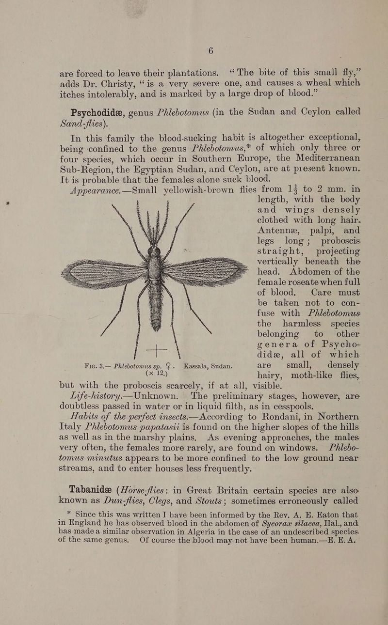 are forced to leave their plantations. ‘The bite of this small fly,” adds Dr. Christy, ‘is a very severe one, and causes a wheal which itches intolerably, and is marked by a large drop of blood.” Psychodide, genus Phlebotomus (in the Sudan and Ceylon called Sand-flies). In this family the blood-sucking habit is altogether exceptional, being confined to the genus Phlebotomus,* of which only three or four species, which occur in Southern Europe, the Mediterranean Sub-Region, the Egyptian Sudan, and Ceylon, are at present known. It is probable that the females alone suck blood. ; Appearance.—Small yellowish-brown flies from 13 to 2 mm. in length, with the body and wings densely clothed with long hair. Antenne, palpi, and legs long; proboscis straight, projecting vertically beneath the head. Abdomen of the female roseate when full of blood. Care must be taken not to con- fuse with Phlebotomus the harmless species belonging to other genera of Psycho- dide, all of which Fic. 3.— Phlebotomus sp. 9. Kassala, Sudan. are small, densely ihs4%) hairy, moth-like flies, but with the proboscis scarcely, if at all, visible. Life-history—Unknown. ‘The preliminary stages, however, are doubtless passed in water or in liquid filth, as in cesspools. Habits of the perfect insects—According to Rondani, in Northern Italy Phlebotomus papatasii is found on the higher slopes of the hills as well as in the marshy plains. As evening approaches, the males very often, the females more rarely, are found on windows. Phlebo- tomus minutus appears to be more confined to the low ground near streams, and to enter houses less frequently. Tabanide (Horse-flies: in Great Britain certain species are also known as Dun-flies, Clegs, and Stouts; sometimes erroneously called * Since this was written I have been informed by the Rev. A. E. Eaton that in England he has observed blood in the abdomen of Sycoraa silacea, Hal., and has made a similar observation in Algeria in the case of an undescribed species. of the same genus. Of course the blood may not have been human.—E. E. A.