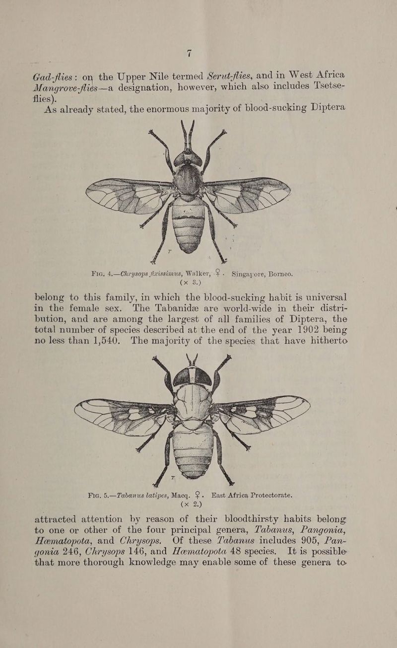 Gad-flies: on the Upper Nile termed Serut-flies, and in West Africa Mangrove-flies—a designation, however, which also includes ‘Tsetse- flies). | ' As already stated, the enormous majority of blood-sucking Diptera Fig. 4.—Chrysops jixissimus, Walker, _ Singapore, Borneo. O<cL38.) belong to this family, in which the blood-sucking habit is universal in the female sex. The Tabanide are world-wide in their distri- bution, and are among the largest of all families of Diptera, the total number of species described at the end of the year 1902 being no less than 1,540. The majority of the species that have hitherto attracted attention by reason of their bloodthirsty habits belong to one or other of the four principal genera, Tabanus, Pangonia, Hematopota, and Chrysops. Of these Tabanus includes 905, Pan- gonia 246, Chrysops 146, and Hematopota 48 species. It is possible that more thorough knowledge may enable some of these genera to