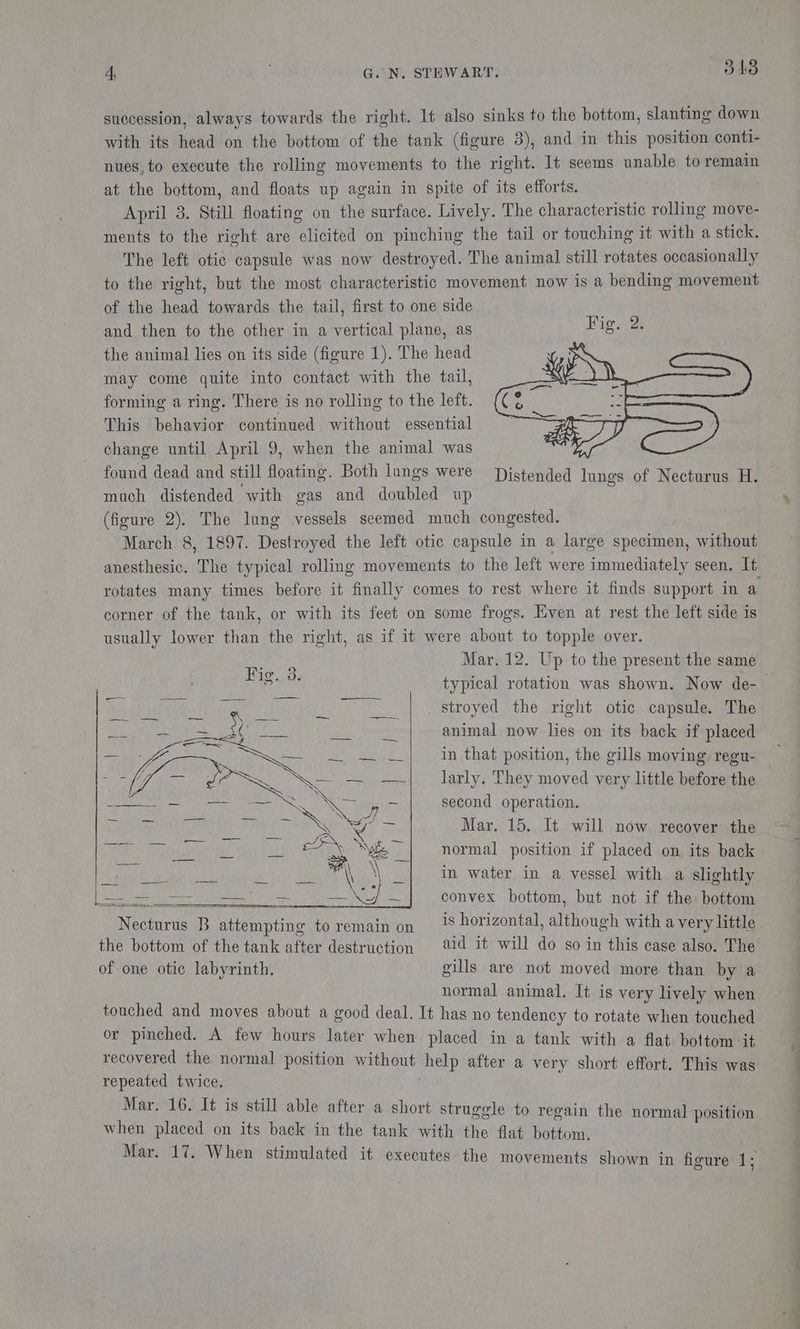 succession, always towards the right. It also sinks to the bottom, slanting down with its head on the bottom of the tank (figure 3), and in this position conti- nues, to execute the rolling movements to the right. It seems unable to remain at the bottom, and floats up again in spite of its efforts. April 3. Still floating on the surface. Lively. The characteristic rolling move- ments to the right are elicited on pinching the tail or touching it with a stick. The left otic capsule was now destroyed. The animal still rotates occasionally to the right, but the most characteristic movement now is a bending movement of the head towards the tail, first to one side and then to the other in a vertical plane, as the animal lies on its side (figure 1). The head may come quite into contact with the tail, forming a ring. There is no rolling to the left. This behavior continued without essential change until April 9, when the animal was found dead and still floating. Both lungs were Djistended lungs of Necturus H. much distended with gas and doubled up (figure 2). The lung vessels seemed much congested. March. 8, 1897. Destroyed the left otic capsule in a large specimen, without anesthesic. The typical rolling movements to the left were immediately seen. It rotates many times before it finally comes to rest where it finds support in a. corner of the tank, or with its feet on some frogs. Even at rest the left side is usually lower than the right, as if it were about to topple over. Mar. 12. Up to the present the same Fig. 3 ; typical rotation was shown. Now de- apt oll Gah _ | . stroyed the right otie capsule. The Pe eds a Gee a [ul i animal now lies on its back if placed — a og tee in that position, the gills moving regu- ae ia eet OS YX ee larly. They moved very little before the Ea es re ea NR second operation. . Mar. 15. It will now recover the mt Ra” normal position if placed on its back “i in water in a vessel with a slightly ee ae convex bottom, but not if the bottom Necturus B attempting to remain on is horizontal, although with a very little the bottom of the tank after destruction aid it will do so in this case also. The of one otic labyrinth. gills are not moved more than by a normal animal. It is very lively when touched and moves about a good deal. It has no tendency to rotate when touched or pinched. A few hours later when placed in a tank with a flat bottom it recovered the normal position without help after a very short effort. This was repeated twice. | Mar. 16. It is still able after a short struggle to regain the normal position when placed on its back in the tank with the flat bottom. Mar. 17. When stimulated it executes the movements shown in figure 1;