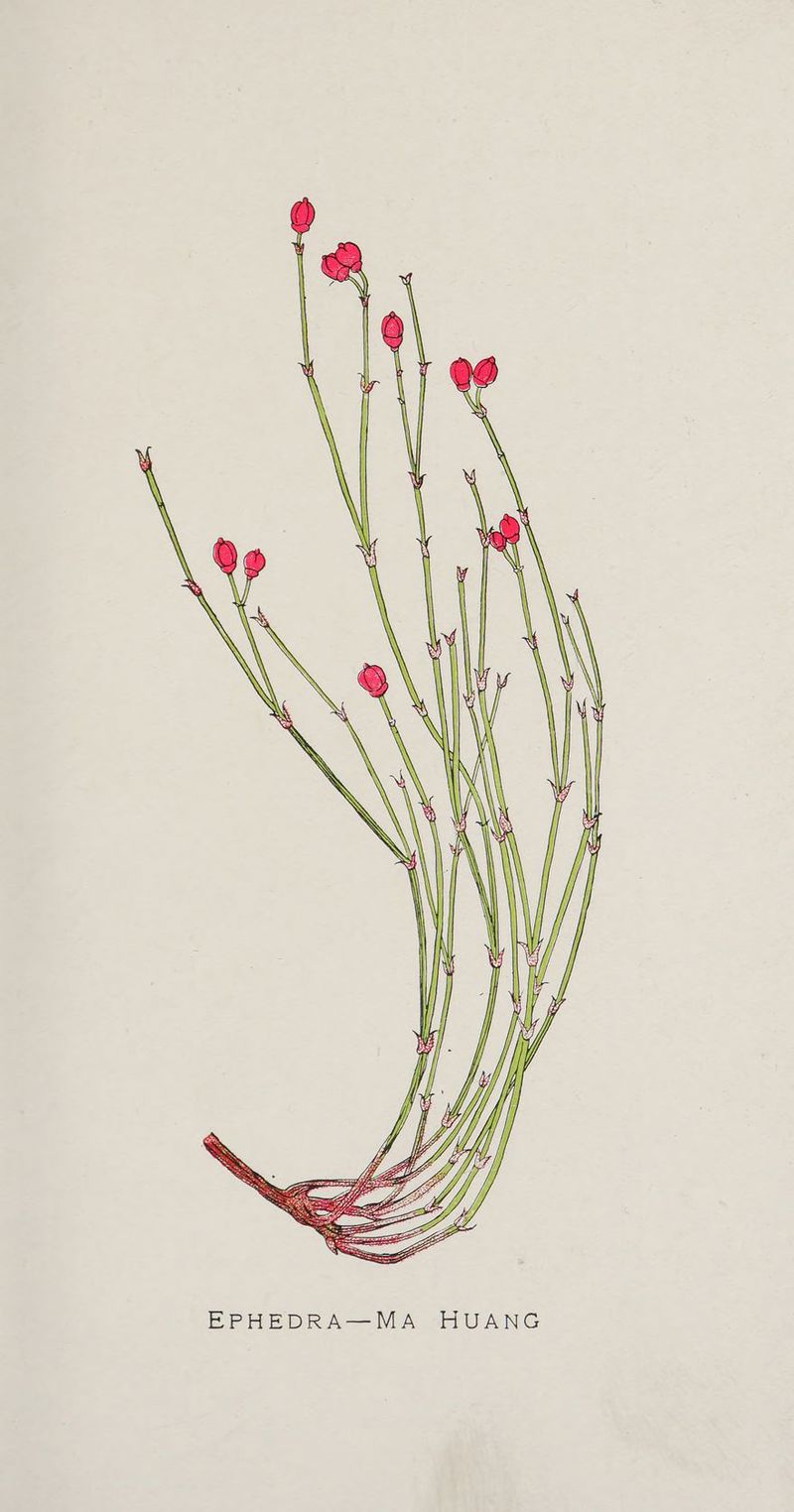 EPHEDRA—MA HUANG