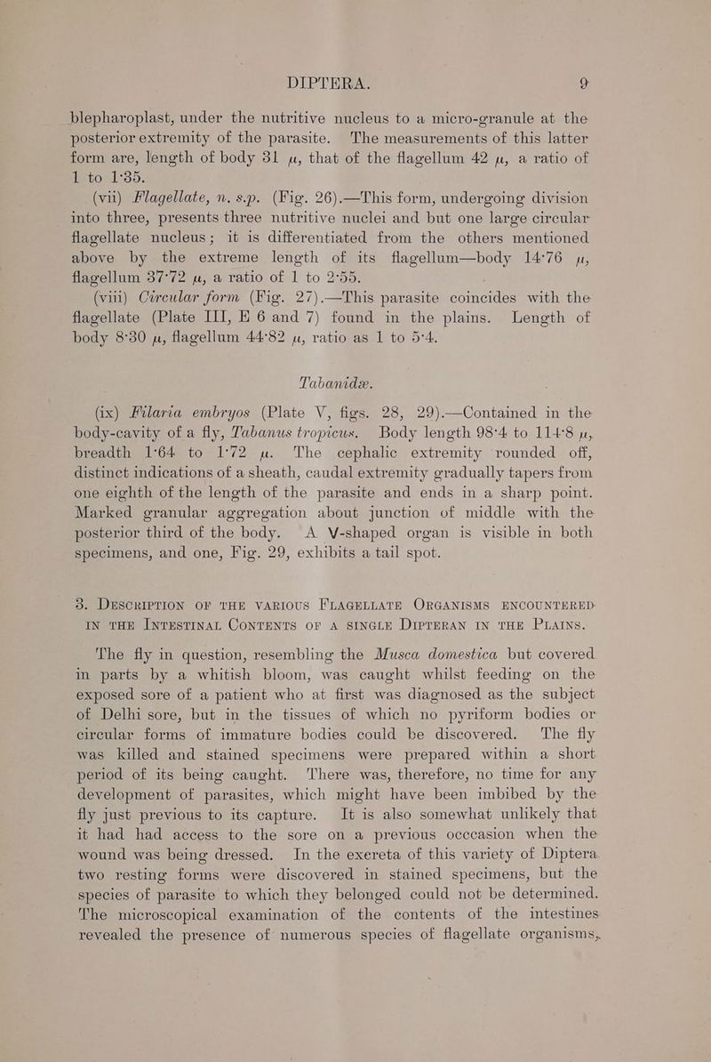 blepharoplast, under the nutritive nucleus to a micro-granule at the posterior extremity of the parasite. The measurements of this latter form are, length of body 31 w, that of the flagellum 42 uw, a ratio of 1 to 1°35. (vil) Hlagellate, n. s.p. (Fig. 26).—This form, undergoing division into three, presents three nutritive nuclei and but one large circular flagellate nucleus; it is differentiated from the others mentioned above by the extreme length of its flagellum—body 14°76 un, flagellum 37°72 w, a ratio of 1 to 2°55. } (viii) Circular form (Fig. 27).—This parasite coincides with the flagellate (Plate III, HE 6 and 7) found in the plains. Length of body 8°30 p, flagellum 44°82 wu, ratio as 1 to 5-4. Tabanide. (ix) Filarva embryos (Plate V, figs. 28, 29) ——Contained in the body-cavity of a fly, Tabanus tropicus. Body length 98°4 to 114°8 wu, breadth 1°64 to 1:72 uw. The cephalic extremity rounded off, distinct indications of a sheath, caudal extremity gradually tapers from one eighth of the length of the parasite and ends in a sharp point. Marked granular aggregation about junction of middle with the posterior third of the body. A V-shaped organ is visible in both specimens, and one, Fig. 29, exhibits a tail spot. 3. DESCRIPTION OF THE VARIOUS FLAGELLATE ORGANISMS ENCOUNTERED IN THE INTESTINAL CONTENTS OF A SINGLE DIPTERAN IN THE PLAINS. The fly in question, resembling the Musca domestica but covered in parts by a whitish bloom, was caught whilst feeding on the exposed sore of a patient who at first was diagnosed as the subject of Delhi sore, but in the tissues of which no pyriform bodies or circular forms of immature bodies could be discovered. The fly was killed and stained specimens were prepared within a short period of its being caught. There was, therefore, no time for any development of parasites, which might have been imbibed by the fly just previous to its capture. It is also somewhat unlikely that it had had access to the sore on a previous occcasion when the wound was being dressed. In the exereta of this variety of Diptera two resting forms were discovered in stained specimens, but the species of parasite to which they belonged could not be determined. The microscopical examination of the contents of the intestines revealed the presence of numerous species of flagellate organisms,