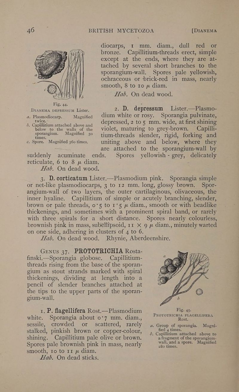 \ diocarps, 1 mm. diam., dull red or bronze. Capillitium-threads erect, simple except at the ends, where they are at- tached by several short branches to the sporangium-wall. Spores pale yellowish, ochraceous or brick-red in mass, nearly smooth, 8 to ro mw diam. fab. On dead wood. Fig. 44. ° ; DIANEMA DEPRESSUM Lister. : 20D; depressum Lister.—Plasmo- a. Plasmodiocatp.. Magnified dium white or rosy.. Sporangia pulviiate: twice. depressed, 2 to 5 mm. wide, at first shining d. Capillitium attached above and ‘ 5 aS below to the walls of the violet, maturing to grey-brown. Capilli- sporangium. Magnified 50 tiym-threads slender, rigid, forking and c. Spore. Magnified 560 times. uniting above and below, where they are attached to the sporangium-wall by suddenly acuminate ends. Spores yellowish - grey, delicately reticulate, 6 to 8 m diam. Hab. On dead wood. 3. D. corticatum Lister—Plasmodium pink. Sporangia simple or net-like plasmodiocarps, 3 to 12 mm. long, glossy brown. Spor- angium-wall of two layers, the outer cartilaginous, olivaceous, the inner hyaline. Capillitium of simple or acutely branching, slender, brown or pale threads, 0°5 to 1°5 mw diam., smooth or with beadlike thickenings, and sometimes with a prominent spiral band, or rarely with three spirals for a short distance. Spores nearly colourless, brownish pink in mass, subéllipsoid, 11 X 9 » diam., minutely warted on one side, adhering in clusters of 4 to 6. fTab,. On dead wood. Rhynie, Aberdeenshire. GENus 37. PROTOTRICHIA Rosta- finski—Sporangia globose. Capillitium- threads rising from the base of the sporan- gium as stout strands marked with spiral thickenings, dividing at length into a pencil of slender branches attached at the tips to the upper parts of the sporan- gium-wall., 1. P, flagellifera Rost.—Plasmodium Fig. 45. ; : P white. Sporangia about 0°7 mm. diam., See on a aa sessile, crowded or scattered, rarely 4. Group of sporangia. Magni- ; Se Be = fied 4 times. stalked, pinkish | brown oh EORDEE colour, 6, Capillitium attached above to shining. Capillittum pale olive or brown. a fragment of the sporangium- wall, and a spore. Magnified 280 times. Spores pale brownish pink in mass, nearly smooth, ro to 11 pw diam, flab. On dead sticks.