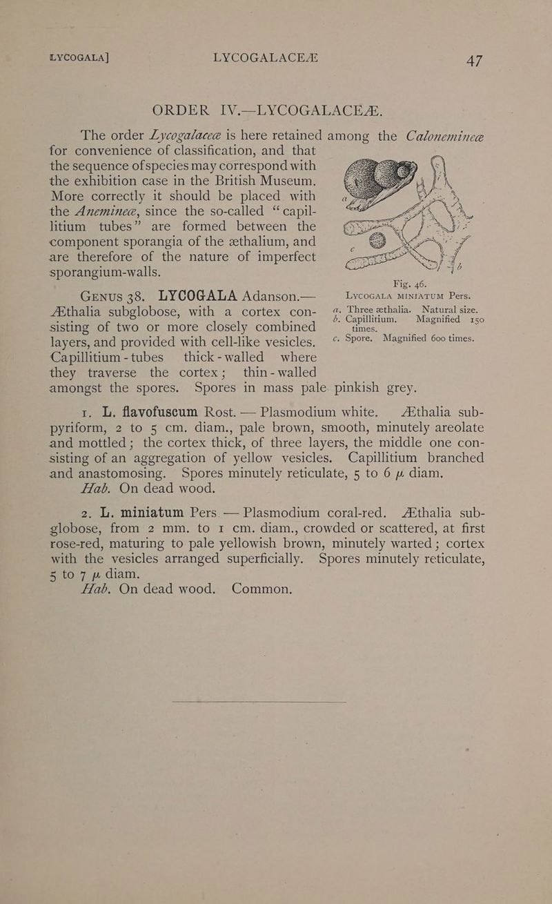 ORDER IV.—LYCOGALACE., The order Lycogalacee is here retained among the Calonemince for convenience of classification, and that the sequence ofspecies may correspond with the exhibition case in the British Museum. More correctly it should be placed with the Aneminee, since the so-called “ capil- litium tubes” are formed between the component sporangia of the zthalium, and are therefore of the nature of imperfect sporangium-walls. layers, and provided with cell-like vesicles, “ Spore: Magnified 600 times. Capillitium-tubes thick-walled where they traverse the cortex; thin-walled amongst the spores. Spores in mass pale pinkish grey. tr. L. flavofuscum Rost. — Plasmodium white. Aithalia sub- pyriform, 2 to 5 cm. diam., pale brown, smooth, minutely areolate and mottled; the cortex thick, of three layers, the middle one con- sisting of an aggregation of yellow vesicles. Capillitium branched and anastomosing. Spores minutely reticulate, 5 to 6 » diam. Hab. On dead wood. 2. L. miniatum Pers. — Plasmodium coral-red. Athalia sub- globose, from 2 mm. to 1 cm. diam., crowded or scattered, at first rose-red, maturing to pale yellowish brown, minutely warted ; cortex with the vesicles arranged superficially. Spores minutely reticulate, 5 to 7 p diam. Hab. On dead wood. Common.