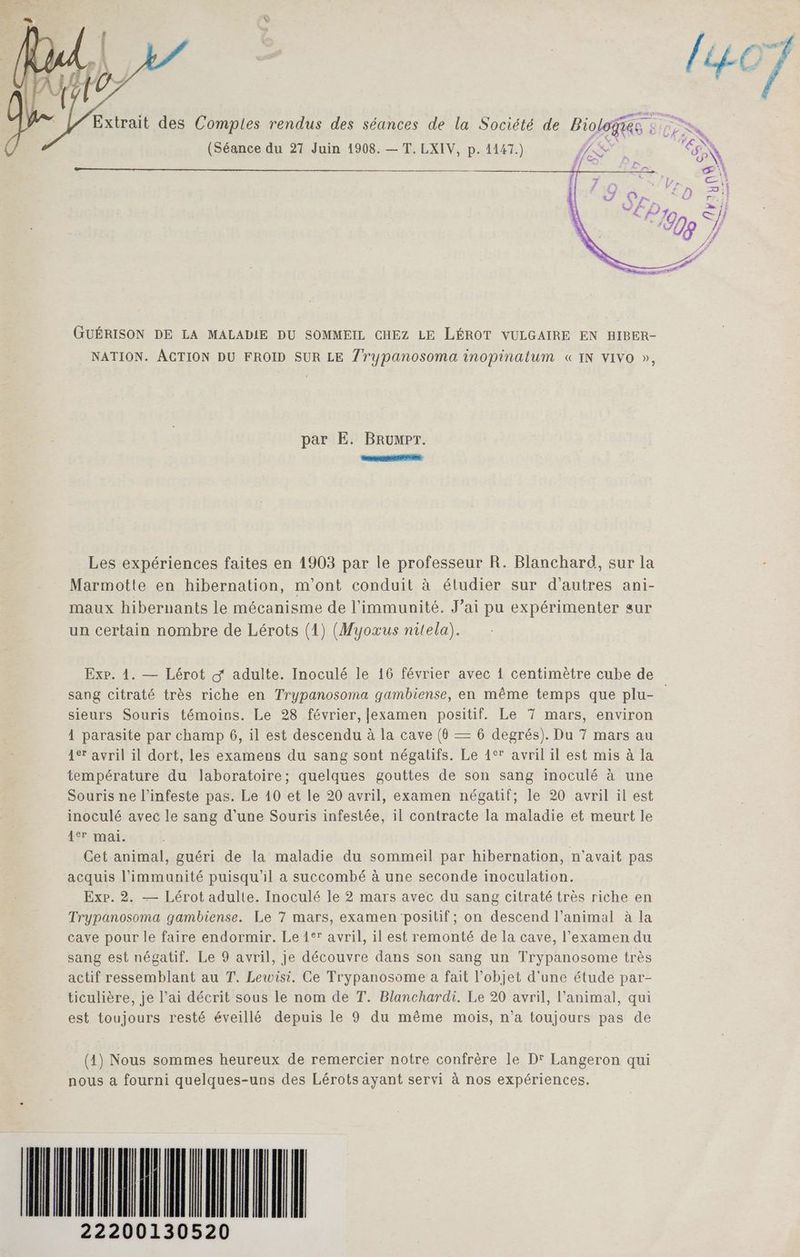 (Séance du 27 Juin 1908. — T. LXIV, p. 1147.) LS GUÉRISON DE LA MALADIE DU SOMMEIL CHEZ LE LÉROT VULGAIRE EN HIBER- NATION. ACTION DU FROID SUR LE Zrypanosoma inopinatum «IN VIVO », par E. BRrumpr. RE Les expériences faites en 1903 par le professeur R. Blanchard, sur la Marmotte en hibernation, m'ont conduit à étudier sur d’autres ani- maux hibernants le mécanisme de l’immunité. Jai pu expérimenter sur un certain nombre de Lérots (1) (Myoxus nitela). sang citraté très riche en Trypanosoma gambiense, en même temps que plu- sieurs Souris témoins. Le 28 février, [examen positif. Le 7 mars, environ À parasite par champ 6, il est descendu à la cave (0 — 6 degrés). Du 7 mars au 4e avril il dort, les examens du sang sont négatifs. Le 1° avril il est mis à la température du laboratoire; quelques gouttes de son sang inoculé à une Souris ne l’infeste pas. Le 10 et le 20 avril, examen négatif; le 20 avril il est inoculé avec le sang d'une Souris infestée, il contracte la maladie et meurt le 1er mai. Cet animal, guéri de la maladie du sommeil par hibernation, n'avait pas acquis l’immunité puisqu'il a succombé à une seconde inoculation. Exp. 2. — Lérot adulte. Inoculé le 2 mars avec du sang citraté très riche en Trypanosoma gambiense. Le 7 mars, examen positif; on descend l’animal à la cave pour le faire endormir. Le 1°r avril, il est remonté de la cave, l'examen du sang est négatif. Le 9 avril, je découvre dans son sang un Trypanosome très actif ressemblant au T. Lewisi. Ce Trypanosome a fait l’objet d'une étude par- ticulière, je l’ai décrit sous le nom de T. Blanchardi. Le 20 avril, l'animal, qui est toujours resté éveillé depuis le 9 du même mois, n’a toujours pas de (1) Nous sommes heureux de remercier notre confrère le D' Langeron qui nous a fourni quelques-uns des Lérots ayant servi à nos expériences, (LILUL ALL 22200130520