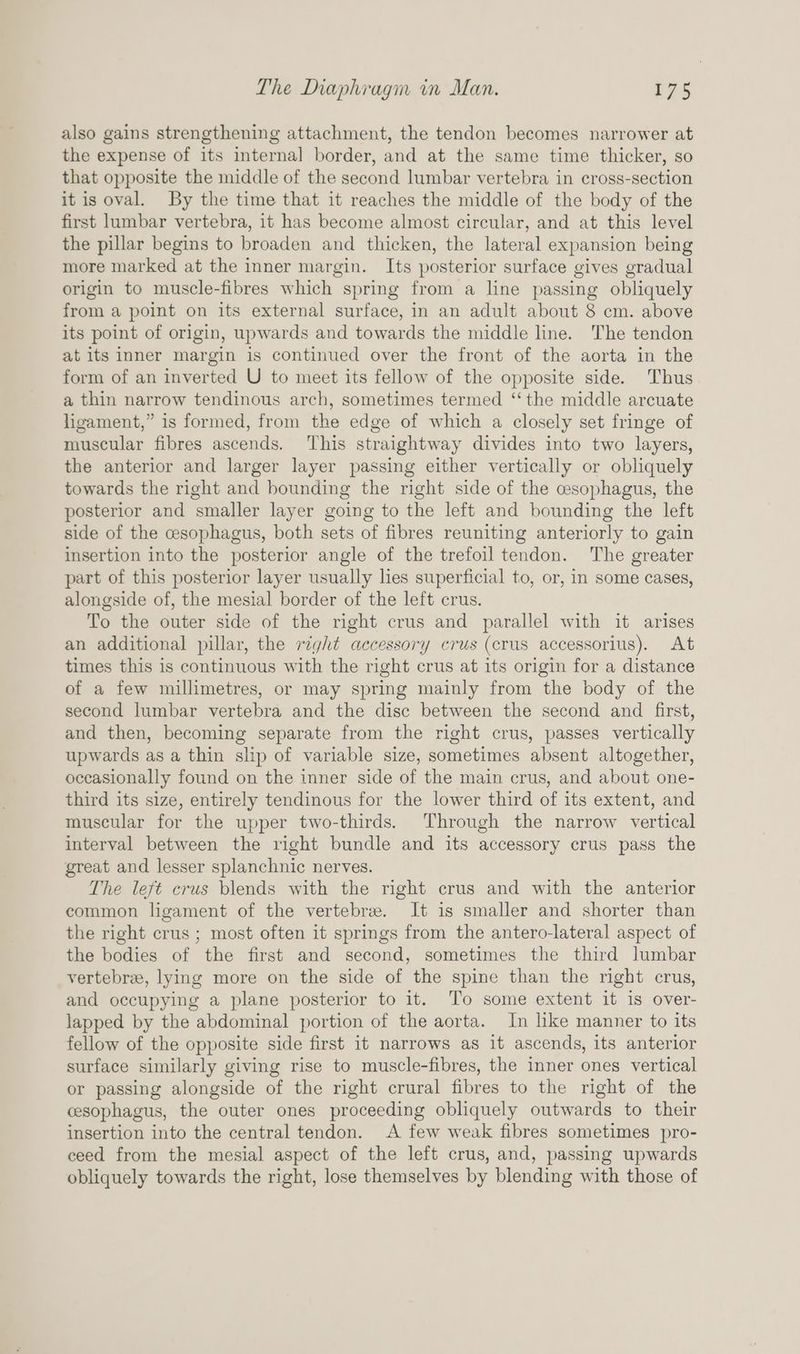 also gains strengthening attachment, the tendon becomes narrower at the expense of its internal border, and at the same time thicker, so that opposite the middle of the second lumbar vertebra in cross-section it is oval. By the time that it reaches the middle of the body of the first lumbar vertebra, it has become almost circular, and at this level the pillar begins to broaden and thicken, the lateral expansion being more marked at the inner margin. Its posterior surface gives gradual origin to muscle-fibres which spring from a line passing obliquely from a point on its external surface, in an adult about 8 cm. above its point of origin, upwards and towards the middle line. The tendon at its inner margin is continued over the front of the aorta in the form of an inverted U to meet its fellow of the opposite side. Thus a thin narrow tendinous arch, sometimes termed ‘‘ the middle arcuate ligament,” is formed, from the edge of which a closely set fringe of muscular fibres ascends. This straightway divides into two layers, the anterior and larger layer passing either vertically or obliquely towards the right and bounding the right side of the cesophagus, the posterior and smaller layer going to the left and bounding the left side of the cesophagus, both sets of fibres reuniting anteriorly to gain insertion into the posterior angle of the trefoil tendon. The greater part of this posterior layer usually hes superficial to, or, in some cases, alongside of, the mesial border of the left crus. To the outer side of the right crus and parallel with it arises an additional pillar, the right accessory crus (crus accessorius). At times this is continuous with the right crus at its origin for a distance of a few millimetres, or may spring mainly from the body of the second lumbar vertebra and the disc between the second and first, and then, becoming separate from the right crus, passes vertically upwards as a thin slip of variable size, sometimes absent altogether, occasionally found on the inner side of the main crus, and about one- third its size, entirely tendinous for the lower third of its extent, and muscular for the upper two-thirds. Through the narrow vertical interval between the right bundle and its accessory crus pass the great and lesser splanchnic nerves. The left crus blends with the right crus and with the anterior common ligament of the vertebre. It is smaller and shorter than the right crus ; most often it springs from the antero-lateral aspect of the bodies of the first and second, sometimes the third lumbar vertebree, lying more on the side of the spine than the right crus, and occupying a plane posterior to it. To some extent it is over- lapped by the abdominal portion of the aorta. In like manner to its fellow of the opposite side first it narrows as it ascends, its anterior surface similarly giving rise to muscle-fibres, the inner ones vertical or passing alongside of the right crural fibres to the right of the cesophagus, the outer ones proceeding obliquely outwards to their insertion into the central tendon. A few weak fibres sometimes pro- ceed from the mesial aspect of the left crus, and, passing upwards obliquely towards the right, lose themselves by blending with those of