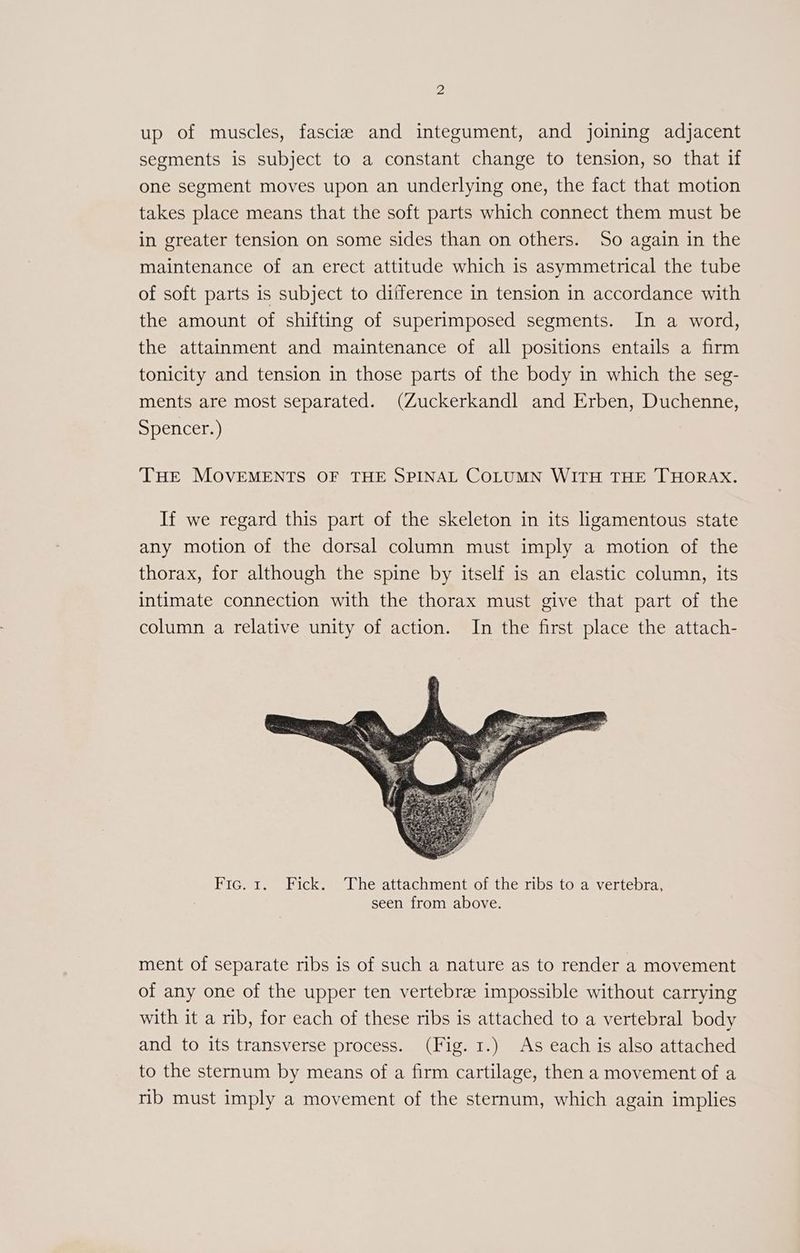 up of muscles, fascize and integument, and joining adjacent segments is subject to a constant change to tension, so that if one segment moves upon an underlying one, the fact that motion takes place means that the soft parts which connect them must be in greater tension on some sides than on others. So again in the maintenance of an erect attitude which is asymmetrical the tube of soft parts is subject to difference in tension in accordance with the amount of shifting of superimposed segments. In a word, the attainment and maintenance of all positions entails a firm tonicity and tension in those parts of the body in which the seg- ments are most separated. (Zuckerkandl and Erben, Duchenne, Spencer.) THE MOVEMENTS OF THE SPINAL COLUMN WITH THE THORAX. If we regard this part of the skeleton in its ligamentous state any motion of the dorsal column must imply a motion of the thorax, for although the spine by itself is an elastic column, its intimate connection with the thorax must give that part of the column a relative unity of action. In the first place the attach- Fic. 1. Fick. ‘The attachment of the ribs to a vertebra, seen from above. ment of separate ribs is of such a nature as to render a movement of any one of the upper ten vertebrae impossible without carrying with it a rib, for each of these ribs is attached to a vertebral body and to its transverse process. (Fig. 1.) As each is also attached to the sternum by means of a firm cartilage, then a movement of a rib must imply a movement of the sternum, which again implies