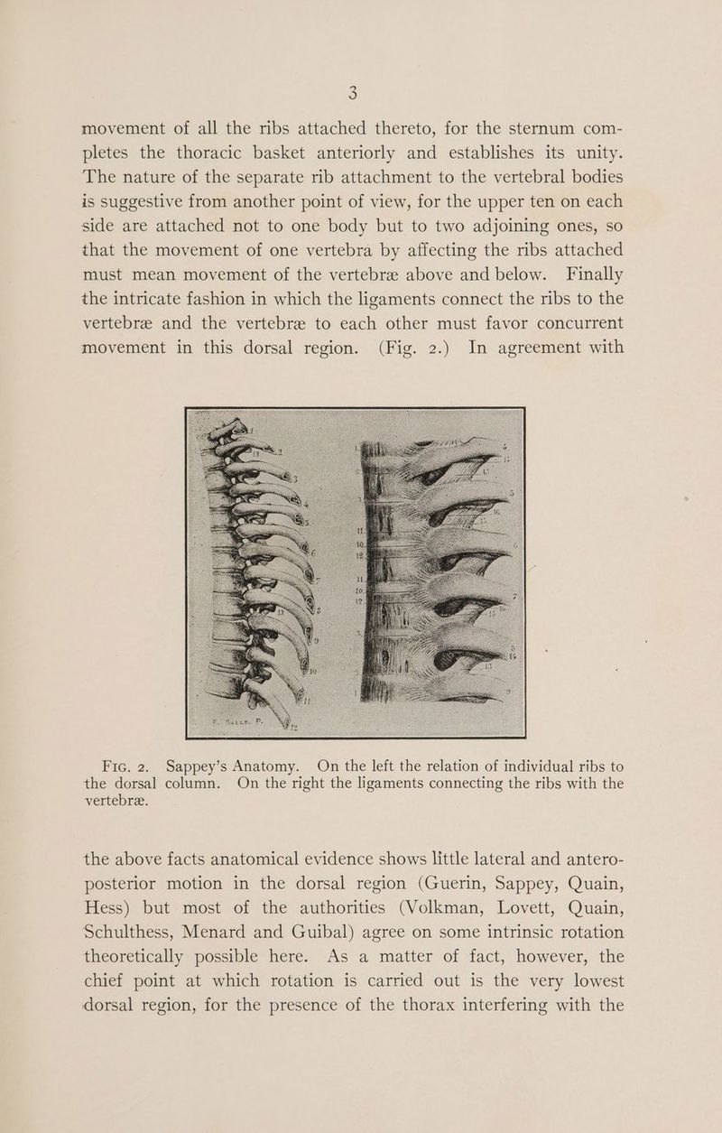 movement of all the ribs attached thereto, for the sternum com- pletes the thoracic basket anteriorly and establishes its unity. The nature of the separate rib attachment to the vertebral bodies is suggestive from another point of view, for the upper ten on each side are attached not to one body but to two adjoining ones, so that the movement of one vertebra by affecting the ribs attached must mean movement of the vertebree above and below. Finally the intricate fashion in which the ligaments connect the ribs to the vertebre and the vertebre to each other must favor concurrent movement in this dorsal region. (Fig. 2.) In agreement with Fic. 2. Sappey’s Anatomy. On the left the relation of individual ribs to the dorsal column. On the right the ligaments connecting the ribs with the vertebre. the above facts anatomical evidence shows little lateral and antero- posterior motion in the dorsal region (Guerin, Sappey, Quain, Hess) but most of the authorities (Volkman, Lovett, Quain, Schulthess, Menard and Guibal) agree on some intrinsic rotation theoretically possible here. As a matter of fact, however, the chief point at which rotation is carried out is the very lowest dorsal region, for the presence of the thorax interfering with the