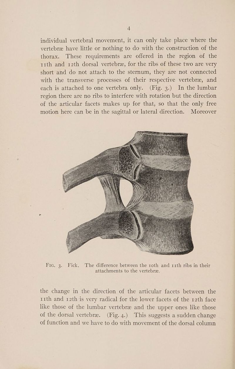 individual vertebral movement, it can only take place where the vertebre have little or nothing to do with the construction of the thorax. These requirements are offered in the region of the t1th and rath dorsal vertebre, for the ribs of these two are very short and do not attach to the sternum, they are not connected with the transverse processes of their respective vertebrae, and each is attached to one vertebra only. (Fig. 3.) In the lumbar region there are no ribs to interfere with rotation but the direction of the articular facets makes up for that, so that the only free motion here can be in the sagittal or lateral direction. Moreover Fic. 3. Fick. The difference between the roth and 11th ribs in their attachments to the vertebre. the change in the direction of the articular facets between the 11th and 12th is very radical for the lower facets of the 12th face like those of the lumbar vertebree and the upper ones like those of the dorsal vertebre. (Fig. 4.) This suggests a sudden change of function and we have to do with movement of the dorsal column