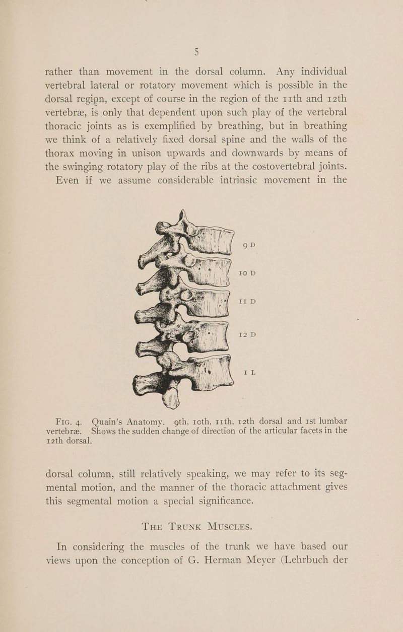 rather than movement in the dorsal column. Any individual vertebral lateral or rotatory movement which is possible in the dorsal region, except of course in the region of the r1th and 12th vertebrae, is only that dependent upon such play of the vertebral thoracic joints as is exemplified by breathing, but in breathing we think of a relatively fixed: dorsal spine and the walls of the thorax moving in unison upwards and downwards by means of the swinging rotatory play of the ribs at the costovertebral joints. Even if we assume considerable intrinsic movement in the Fic. 4. Quain’s Anatomy. oth, roth, 11th, 12th dorsal and 1st lumbar vertebre. Shows the sudden change of direction of the articular facets in the t2th dorsal. dorsal column, still relatively speaking, we may refer to its seg- mental motion, and the manner of the thoracic attachment gives this segmental motion a special significance. Loe TRUNK MUSCLES: In considering the muscles of the trunk we have based our views upon the conception of G. Herman Meyer (Lehrbuch der