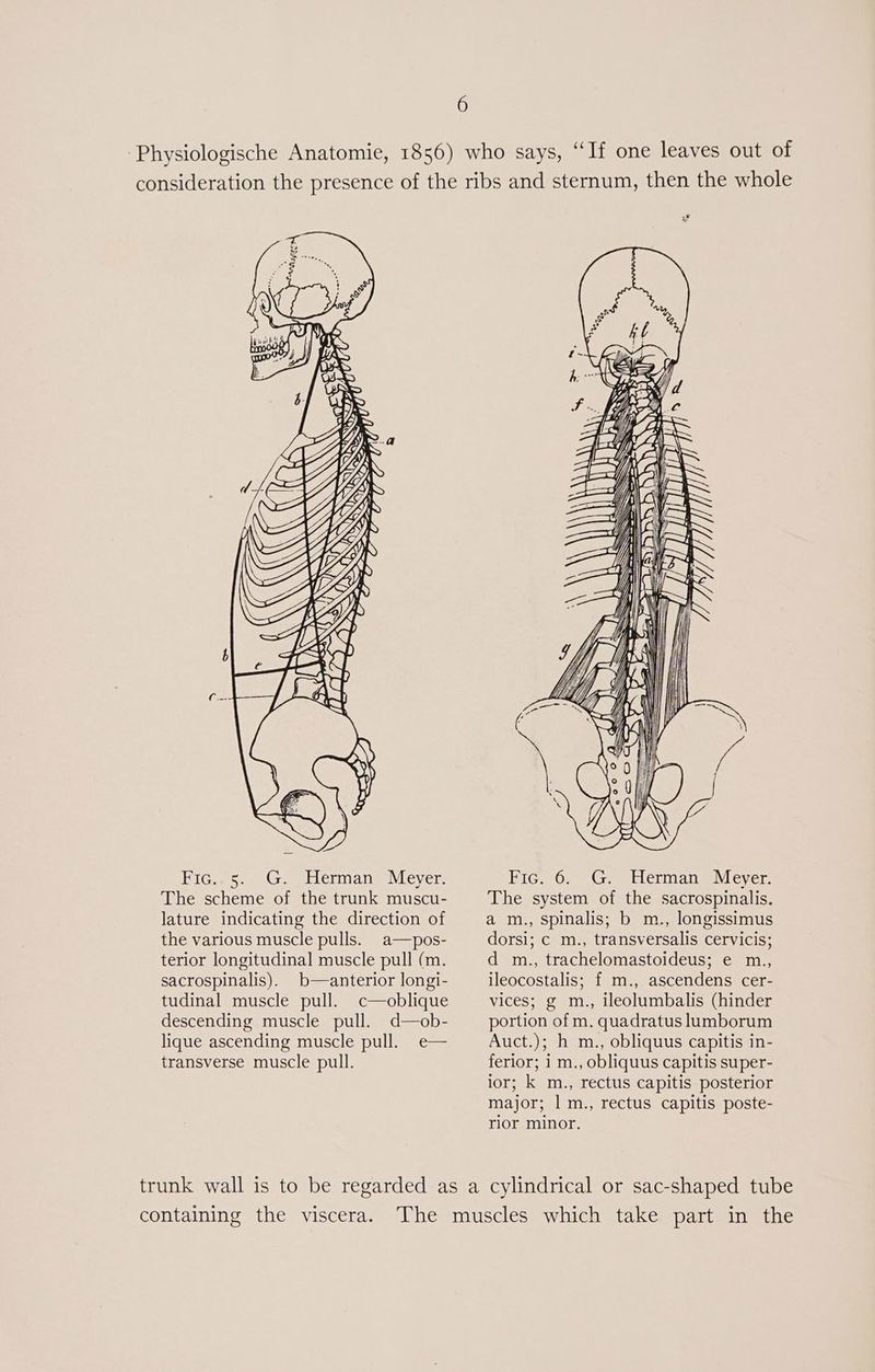 Physiologische Anatomie, 1856) who says, “If one leaves out of consideration the presence of the ribs and sternum, then the whole U / WSS my 1/ y S —-- SS eve SQ \) aA Fic..5. G. Herman Meyer. The scheme of the trunk muscu- lature indicating the direction of the various muscle pulls. _a—pos- terior longitudinal muscle pull (m. sacrospinalis). b—anterior longi- tudinal muscle pull. c—oblique descending muscle pull. d—ob- lique ascending muscle pull. e— transverse muscle pull. SS S =.=. 1 Sry )\ N) es J SS SS \ &amp; SSSSSS5 SSS SSS iG sO -o Gree tcl atte CVers The system of the sacrospinalis. a m., spinalis; b m., longissimus dorsi; c m., transversalis cervicis; d m., trachelomastoideus; e m., ileocostalis; f m., ascendens cer- vices; g m., ileolumbalis (hinder portion of m. quadratus lumborum Auct.); h m., obliquus capitis in- ferior; 1 m., obliquus capitis super- ior; k m., rectus capitis posterior major; 1 m., rectus capitis poste- rior minor. trunk wall is to be regarded as a cylindrical or sac-shaped tube containing the viscera. The muscles which take part in the