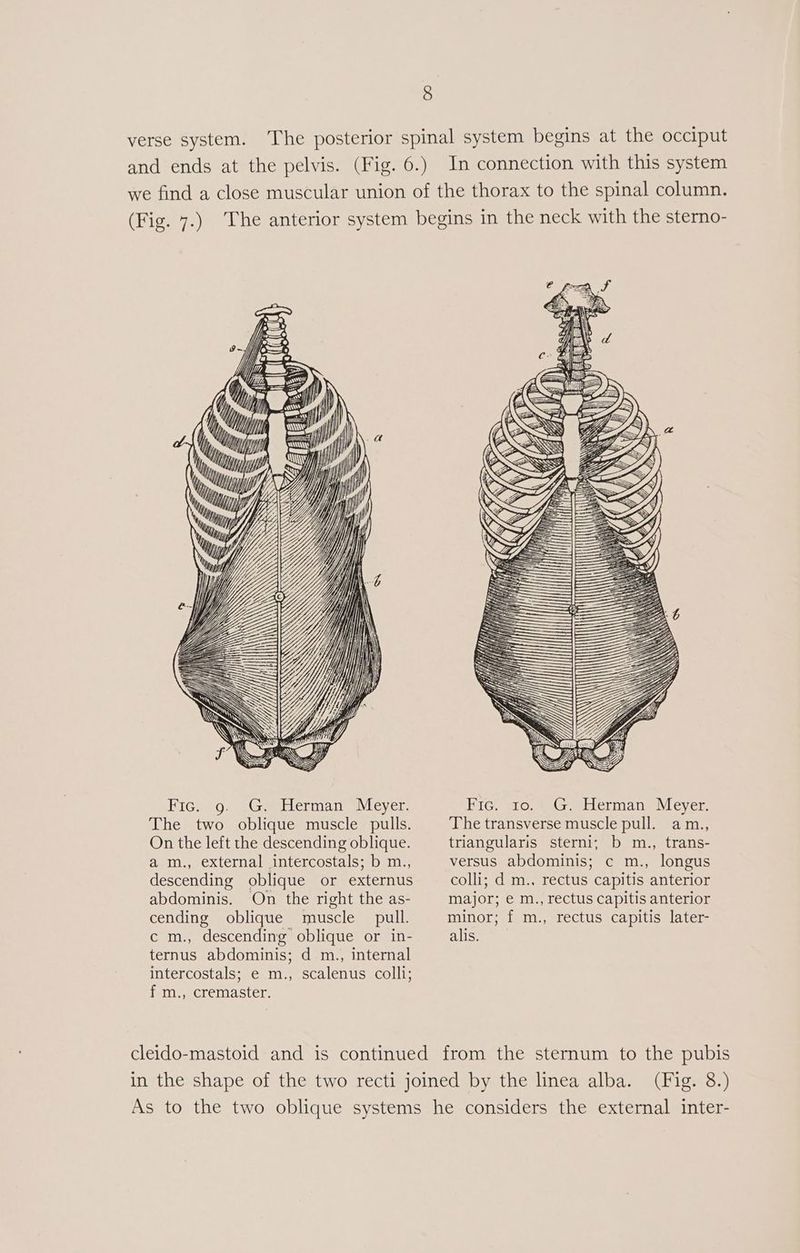 verse system. The posterior spinal system begins at the occiput and ends at the pelvis. (Fig. 6.) In connection with this system we find a close muscular union of the thorax to the spinal column. (Fig. 7.) The anterior system begins in the neck with the sterno- uM) = y Lie) ey The two oblique muscle pulls. G. Herman Meyer. The transverse muscle pull. am., On the left the descending oblique. a m., external intercostals; b m., descending oblique or externus abdominis. On the right the as- cending oblique muscle pull. c m., descending oblique or in- ternus abdominis; d m., internal intercostals; e m., scalenus colli; f m., cremaster. triangularis sterni; b m., trans- versus abdominis; c m., longus colli; d m., rectus capitis anterior major; e m., rectus capitis anterior minor; f m., rectus capitis later- alis. cleido-mastoid and is continued from the sternum to the pubis in the shape of the two recti joined by the linea alba. (Fig. 8.) As to the two oblique systems he considers the external inter-