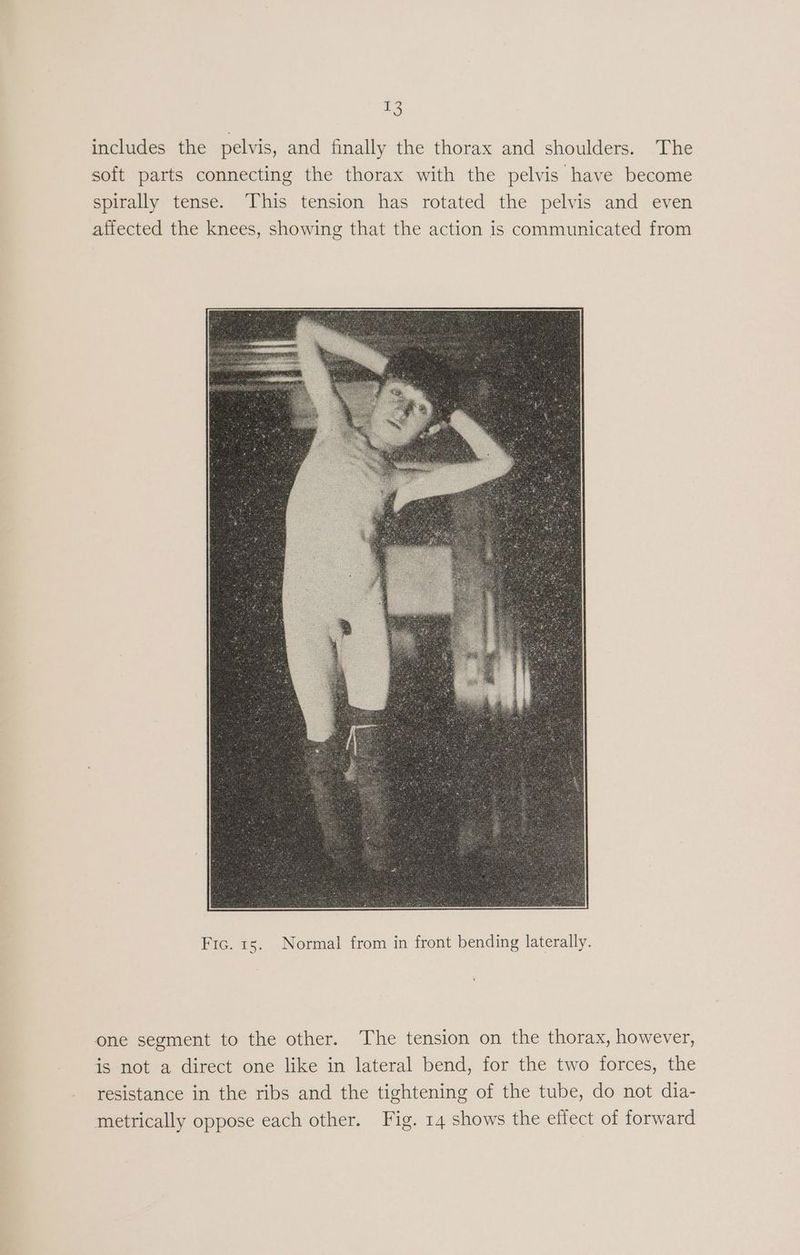 = includes the pelvis, and finally the thorax and shoulders. The soft parts connecting the thorax with the pelvis have become spirally tense. This tension has rotated the pelvis and even affected the knees, showing that the action is communicated from Frc. 15. Normal from in front bending laterally. one segment to the other. The tension on the thorax, however, is not a direct one like in lateral bend, for the two forces, the resistance in the ribs and the tightening of the tube, do not dia-