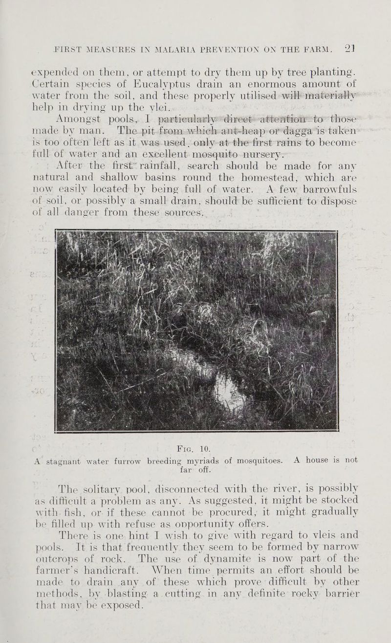 expended on them, or attempt to dry them up by tree planting. Certain species of Eucalyptus drain an enormous amount of water from the soil, and these properly utihsed: will materially help in drying up the vlei. Amongst pools, I partreularhydireet~-attentromto~ those made by man. The pit from which ant- heap or dagga is taken is too often left as it was used, only atthe first rams to become full of water and an excellent mosquito nursery. After the first= rainfall, search should be made for anv natural and shallow basins round the homestead; which are now easily located by being full of water. A few barrowfuls of soil, or possibly a small drain, should be sufficient to dispose of all danger from these sources. A stagnant water furrow breeding myriads of mosquitoes. A house is not favs: off. The solitary pool, disconnected with the river, is possibly as difficult a problem as any. As suggested, it might be stocked with. fish, or-if these cannot be procured, it might gradually be filled up with refuse as opportunity offers. There is one hint I wish to give with regard to vleis and pools. It is that frequently they seem to be formed by narrow outcrops of rock. The use of dynamite is now part of the farmer's handicraft. When time permits an effort should be made to drain any of these which prove difficult by other methods, by blasting a cutting in any definite rocky barrier that may be exposed.