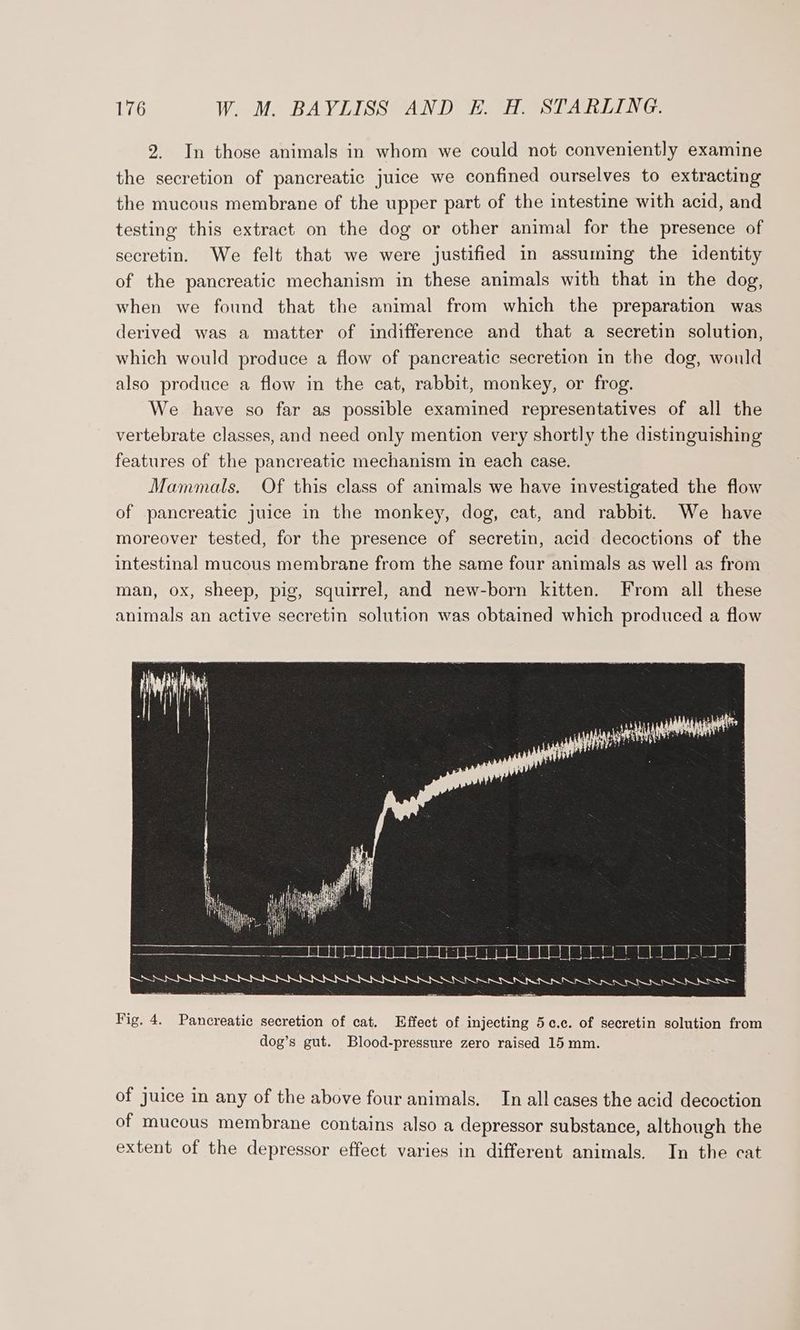 2. In those animals in whom we could not conveniently examine the secretion of pancreatic juice we confined ourselves to extracting the mucous membrane of the upper part of the intestine with acid, and testing this extract on the dog or other animal for the presence of secretin. We felt that we were justified in assuming the identity of the pancreatic mechanism in these animals with that in the dog, when we found that the animal from which the preparation was derived was a matter of indifference and that a secretin solution, which would produce a flow of pancreatic secretion in the dog, would also produce a flow in the cat, rabbit, monkey, or frog. We have so far as possible examined representatives of all the vertebrate classes, and need only mention very shortly the distinguishing features of the pancreatic mechanism in each case. Mammals. Of this class of animals we have investigated the flow of pancreatic juice in the monkey, dog, cat, and rabbit. We have moreover tested, for the presence of secretin, acid decoctions of the intestinal mucous membrane from the same four animals as well as from man, ox, sheep, pig, squirrel, and new-born kitten. From all these animals an active secretin solution was obtained which produced a flow Fig. 4. Pancreatic secretion of cat. Effect of injecting 5¢.c. of secretin solution from dog’s gut. Blood-pressure zero raised 15 mm. of juice in any of the above four animals. In all cases the acid decoction of mucous membrane contains also a depressor substance, although the extent of the depressor effect varies in different animals. In the cat