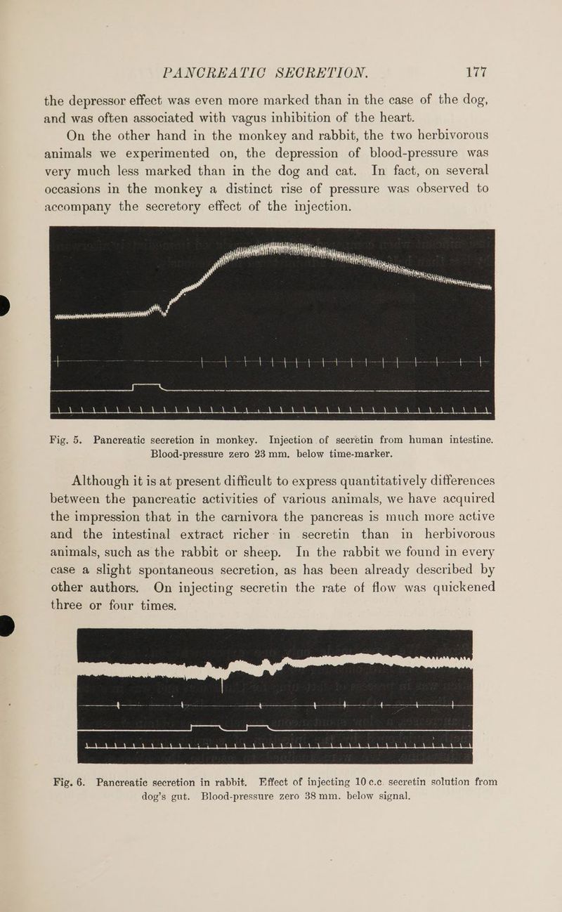 the depressor effect was even more marked than in the case of the dog, and was often associated with vagus inhibition of the heart. On the other hand in the monkey and rabbit, the two herbivorous animals we experimented on, the depression of blood-pressure was very much less marked than in the dog and cat. In fact, on several occasions in the monkey a distinct rise of pressure was observed to accompany the secretory effect of the injection. Fig. 5. Pancreatic secretion in monkey. Injection of secretin from human intestine. Blood-pressure zero 23 mm. below time-marker. Although it is at present difficult to express quantitatively differences between the pancreatic activities of various animals, we have acquired the impression that in the carnivora the pancreas is much more active and the intestinal extract richer in secretin than in_ herbivorous animals, such as the rabbit or sheep. In the rabbit we found in every case a slight spontaneous secretion, as has been already described by other authors. On injecting secretin the rate of flow was quickened three or four times. Fig. 6. Pancreatic secretion in rabbit. Effect of injecting 10c.c. secretin solution from dog’s gut. Blood-pressure zero 38 mm. below signal.